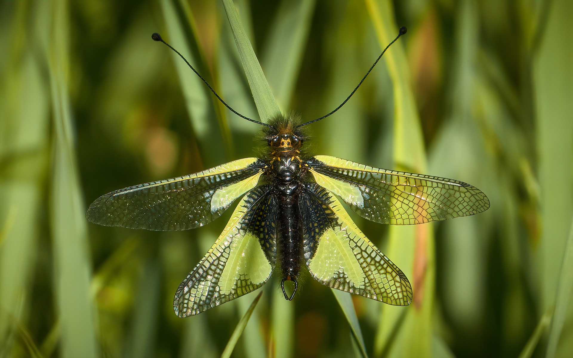 Neuroptera ascalaphidae - 11-04-20