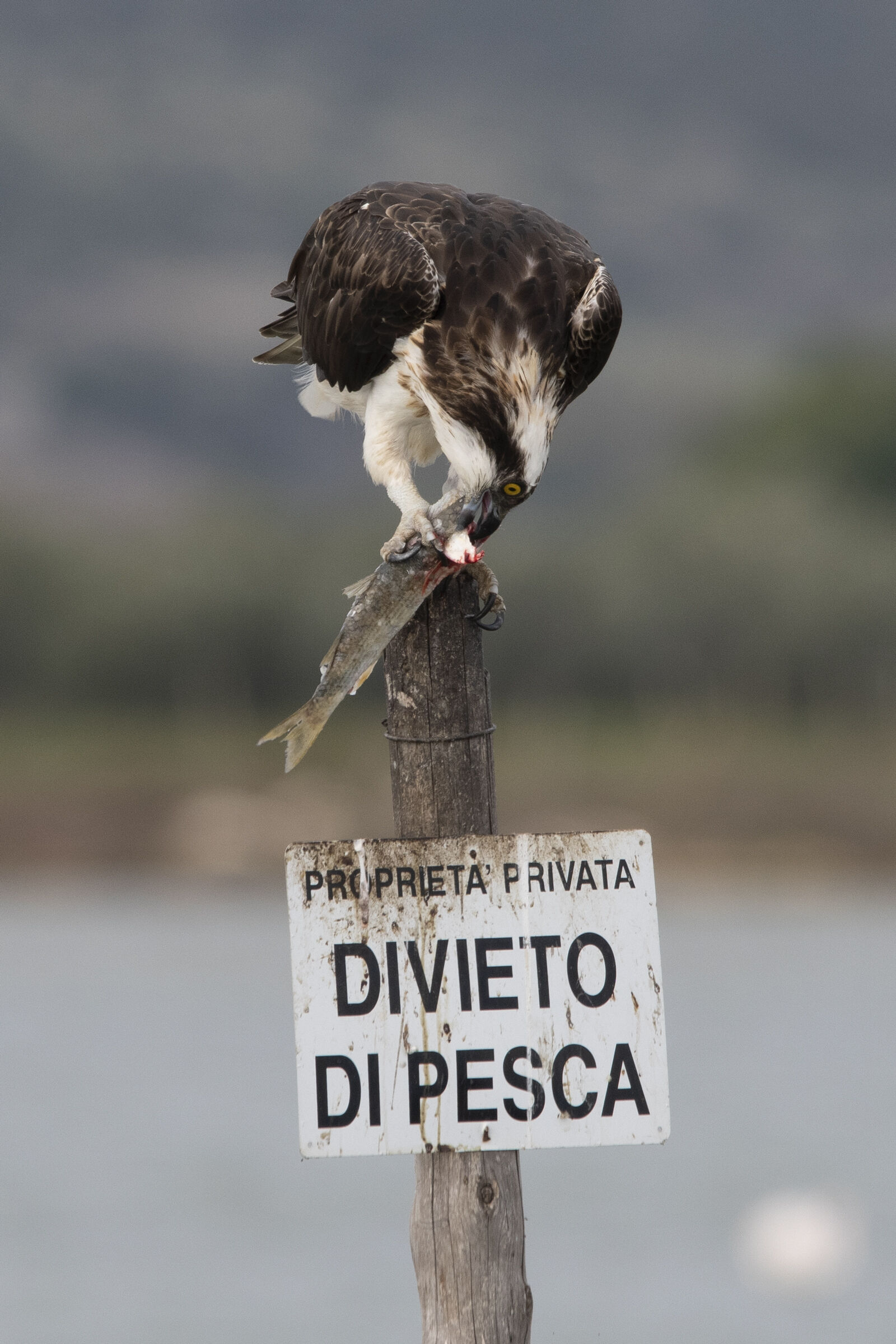 Falco pescatore