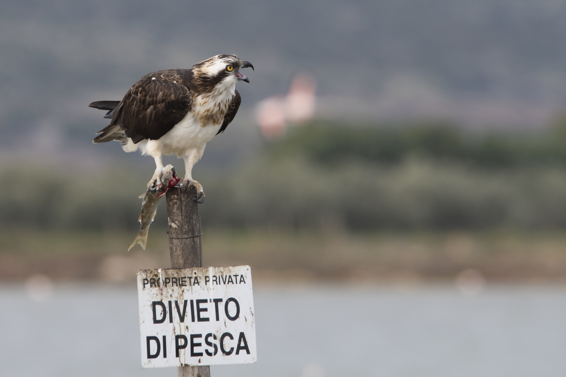 Falco pescatore