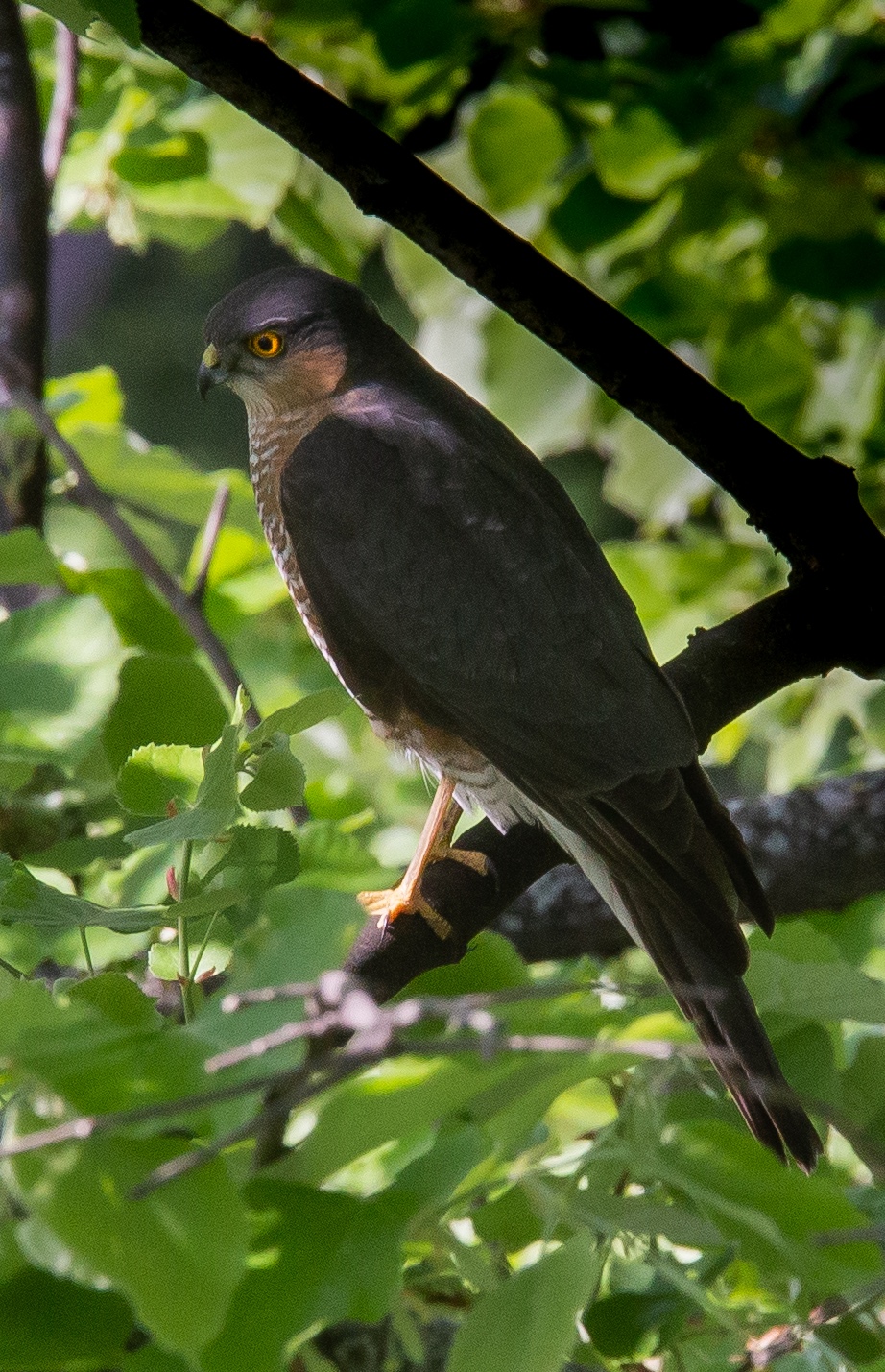 Sparviero in giardino a Milano città: #stateincasa