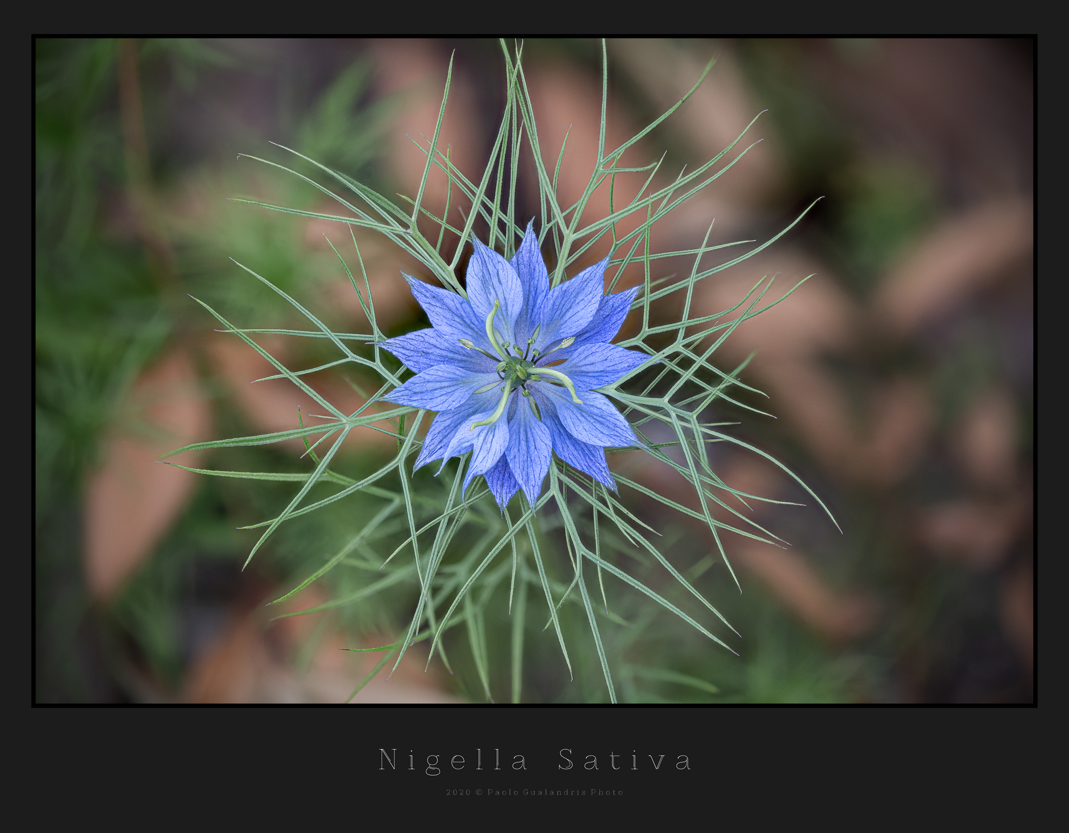 Nigella Sativa