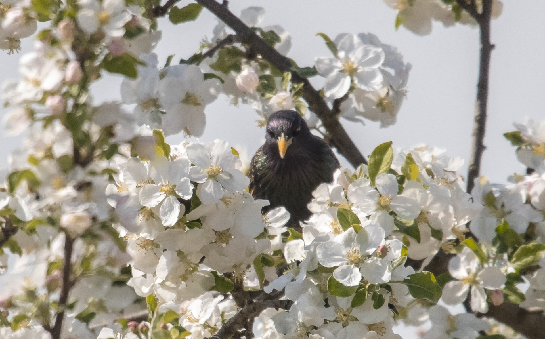 male starling in bloom