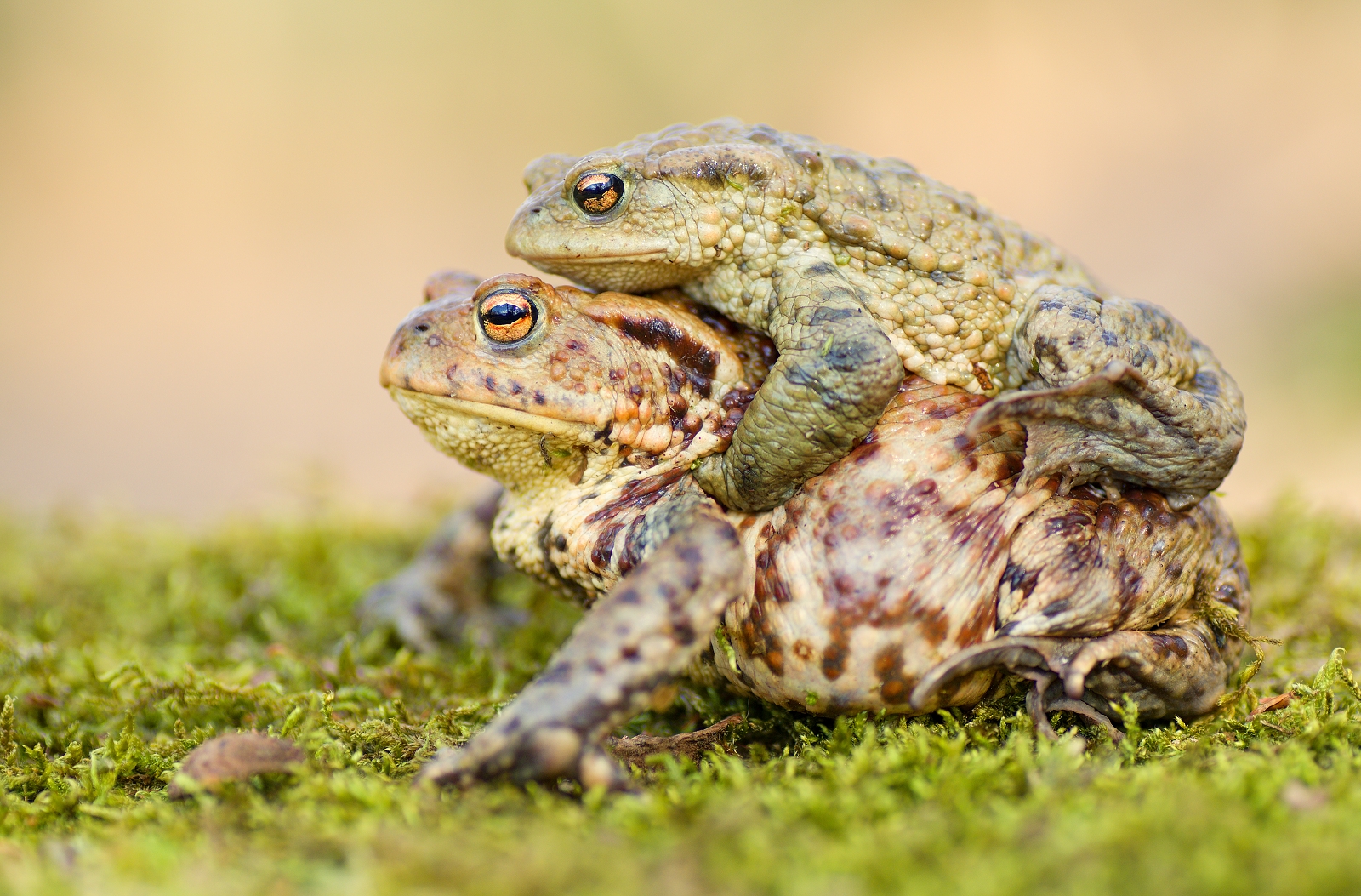 toads-corteggiamento tempo