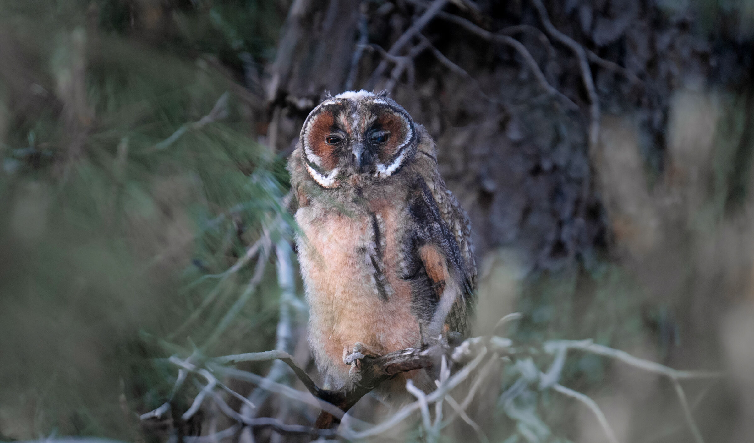 gufo dalle lunghe alne