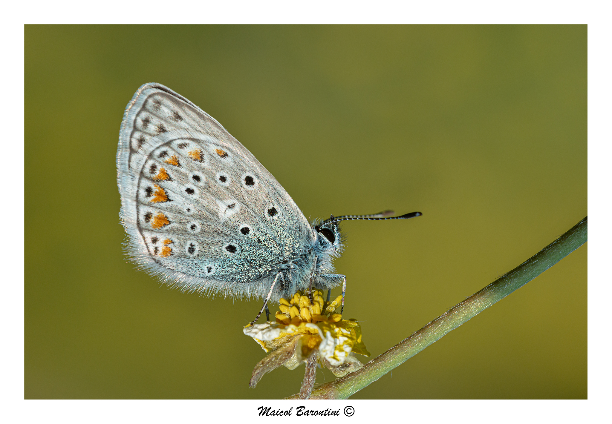 Polyommatus icarus