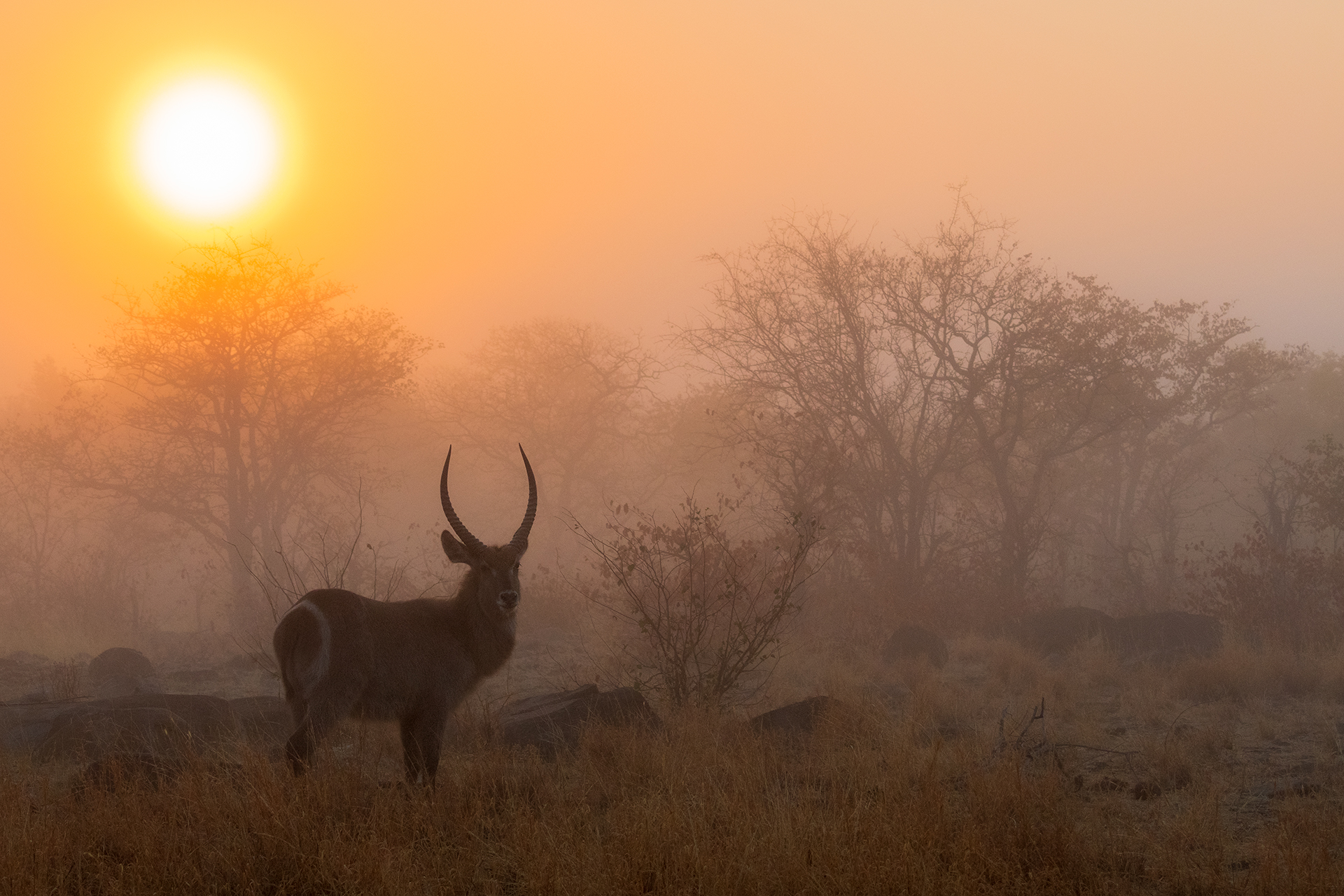 Waterbuck sunrise