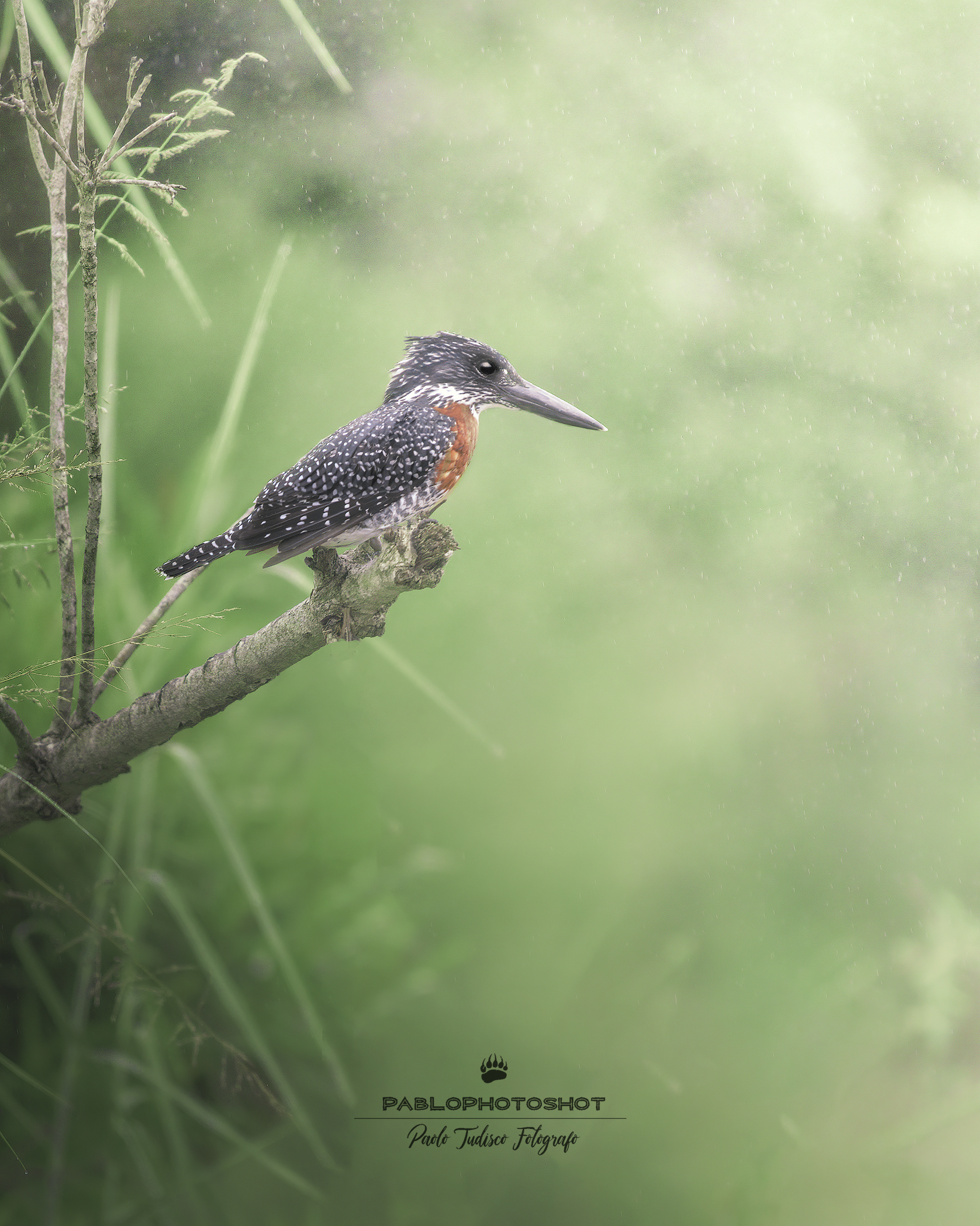 giant kingfisher