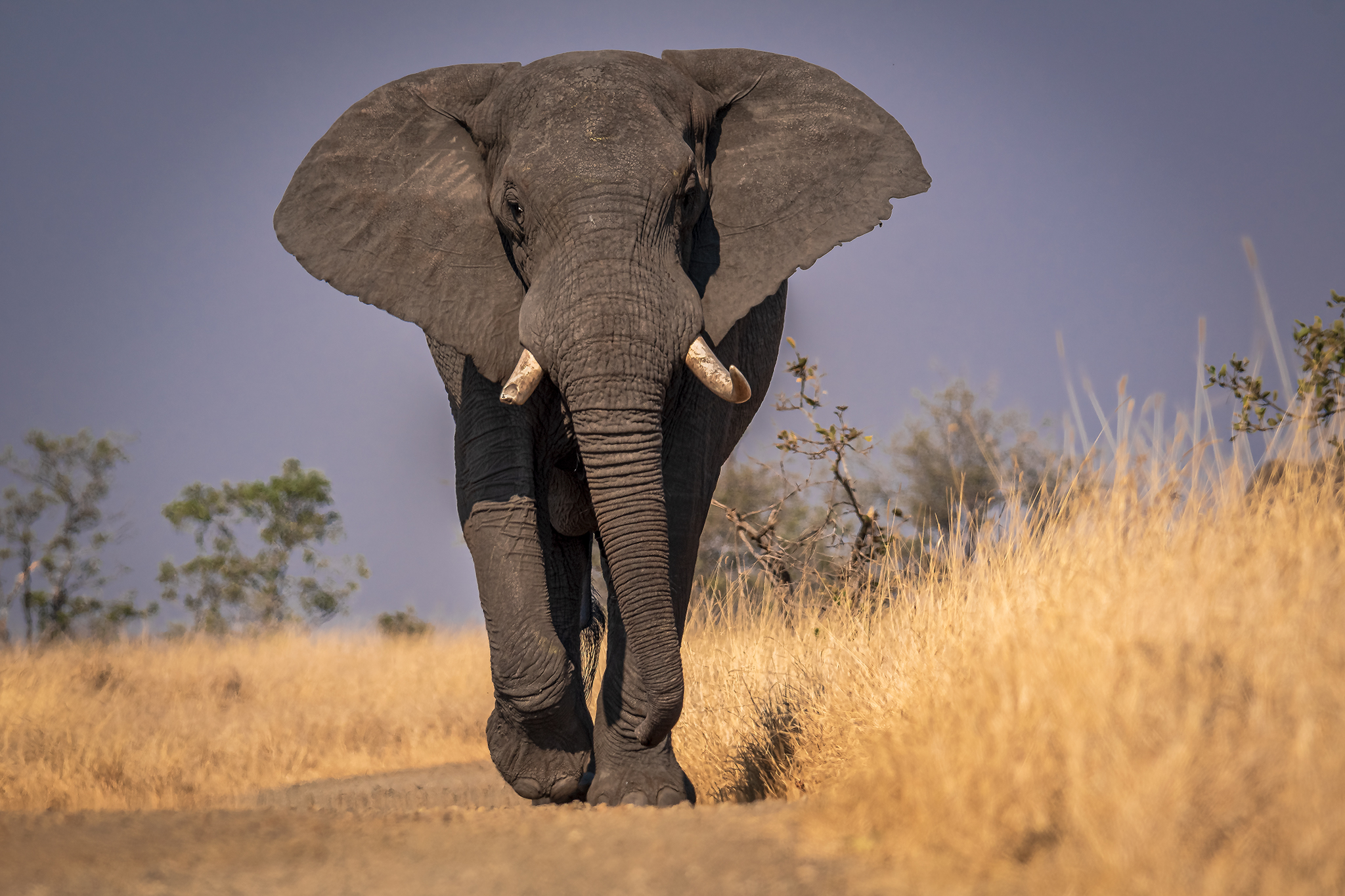 The elephant is coming ... run boy!