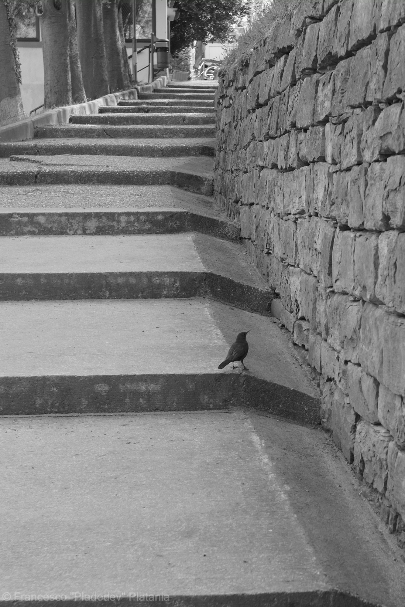 Do I go up the stairs or fly away?