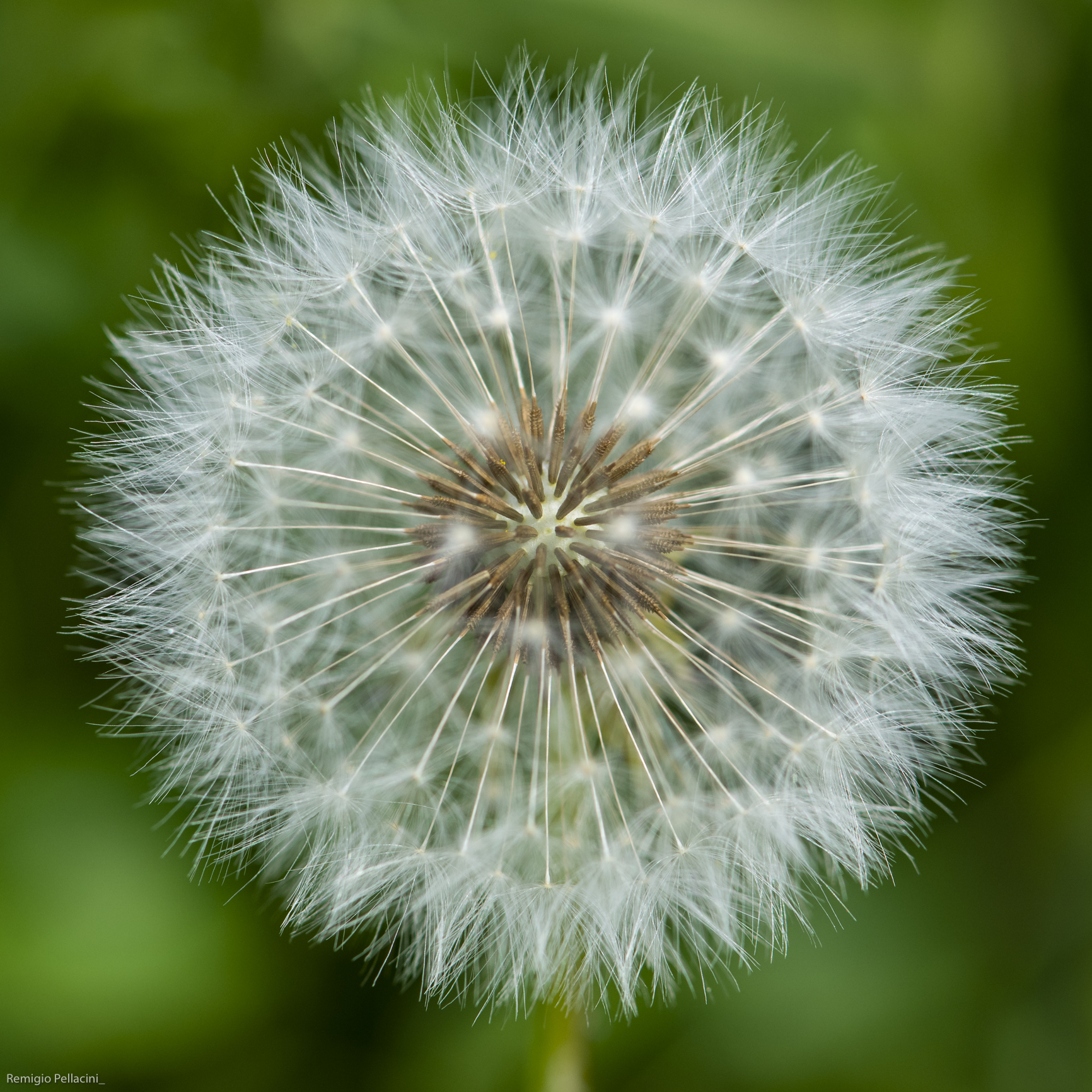 Soffione
