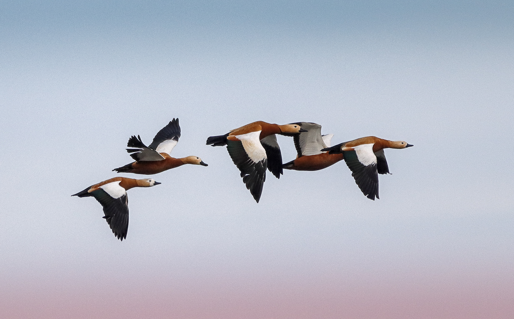 the flight of the houses