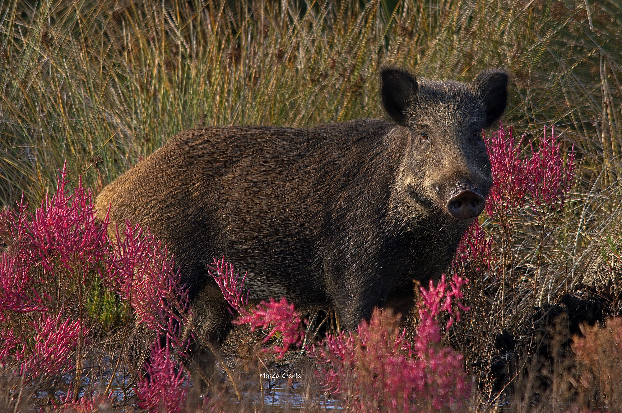 Cinghiale in mezzo alla salicornia