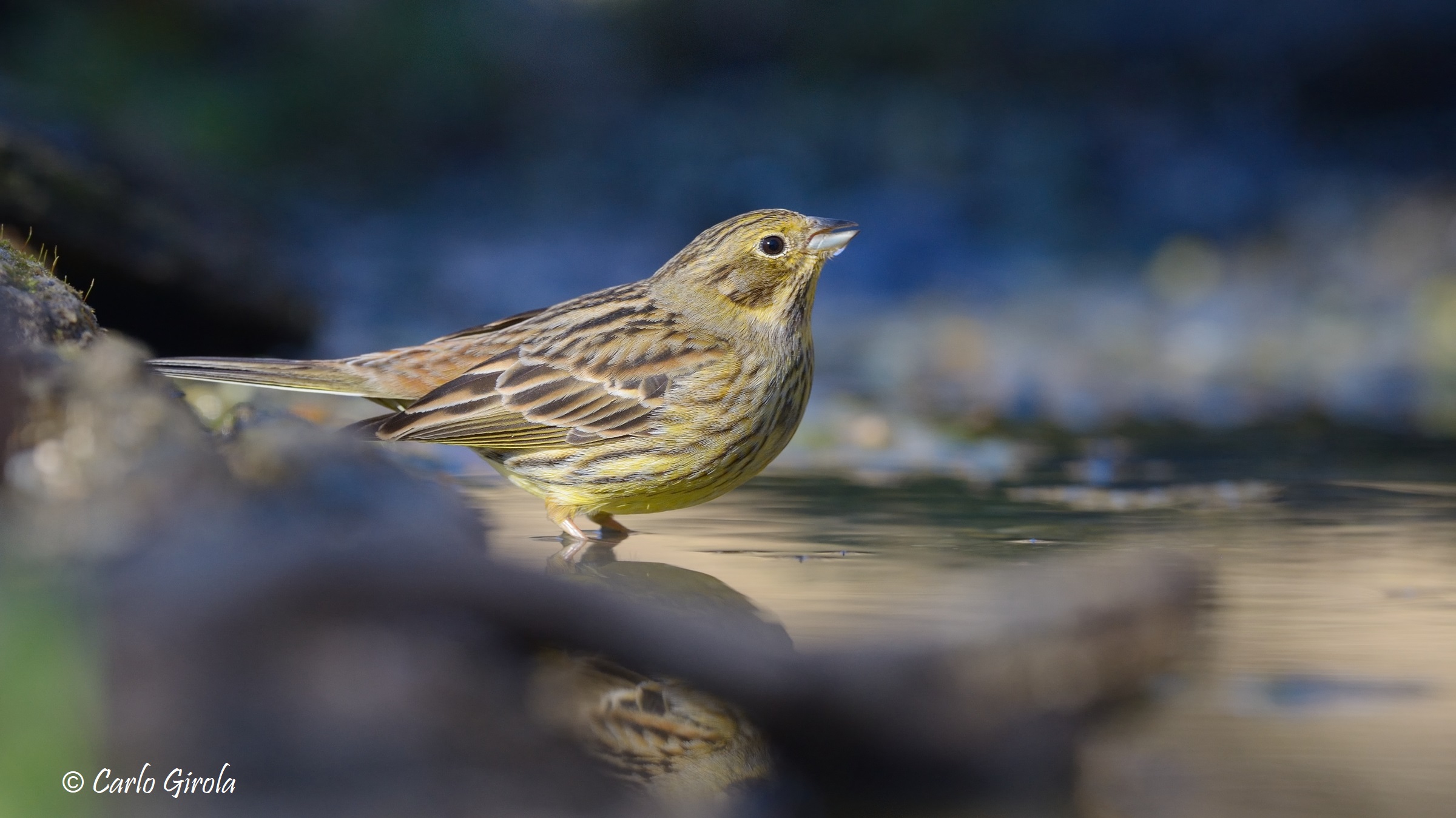 Yellow zigolo (Emberiza citrinella)