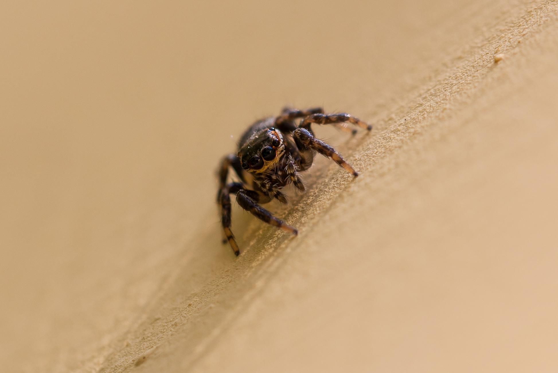 Piccolo Salticidae