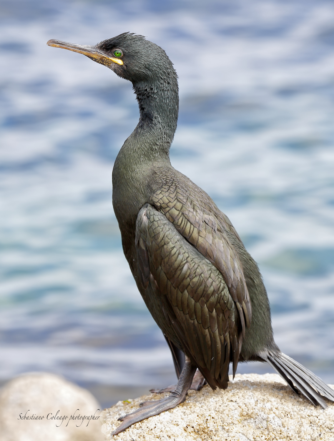 Il riposo del Cormorano