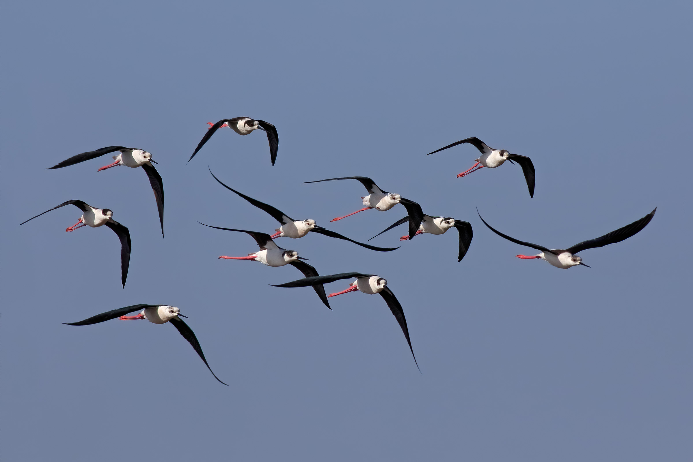 Cavalieri d'Italia durante la migrazione primaverile