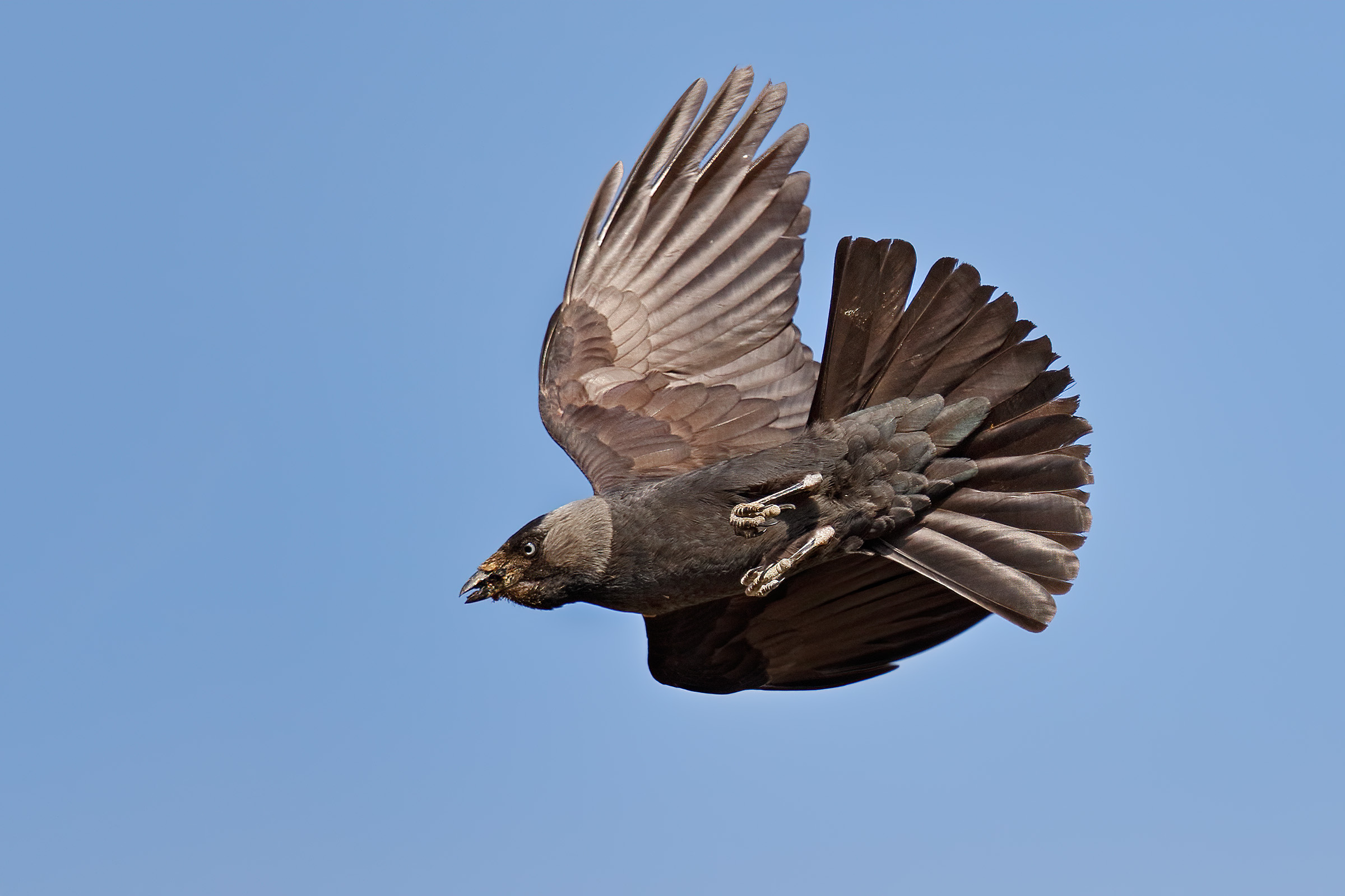 Taccola di ritorno al nido