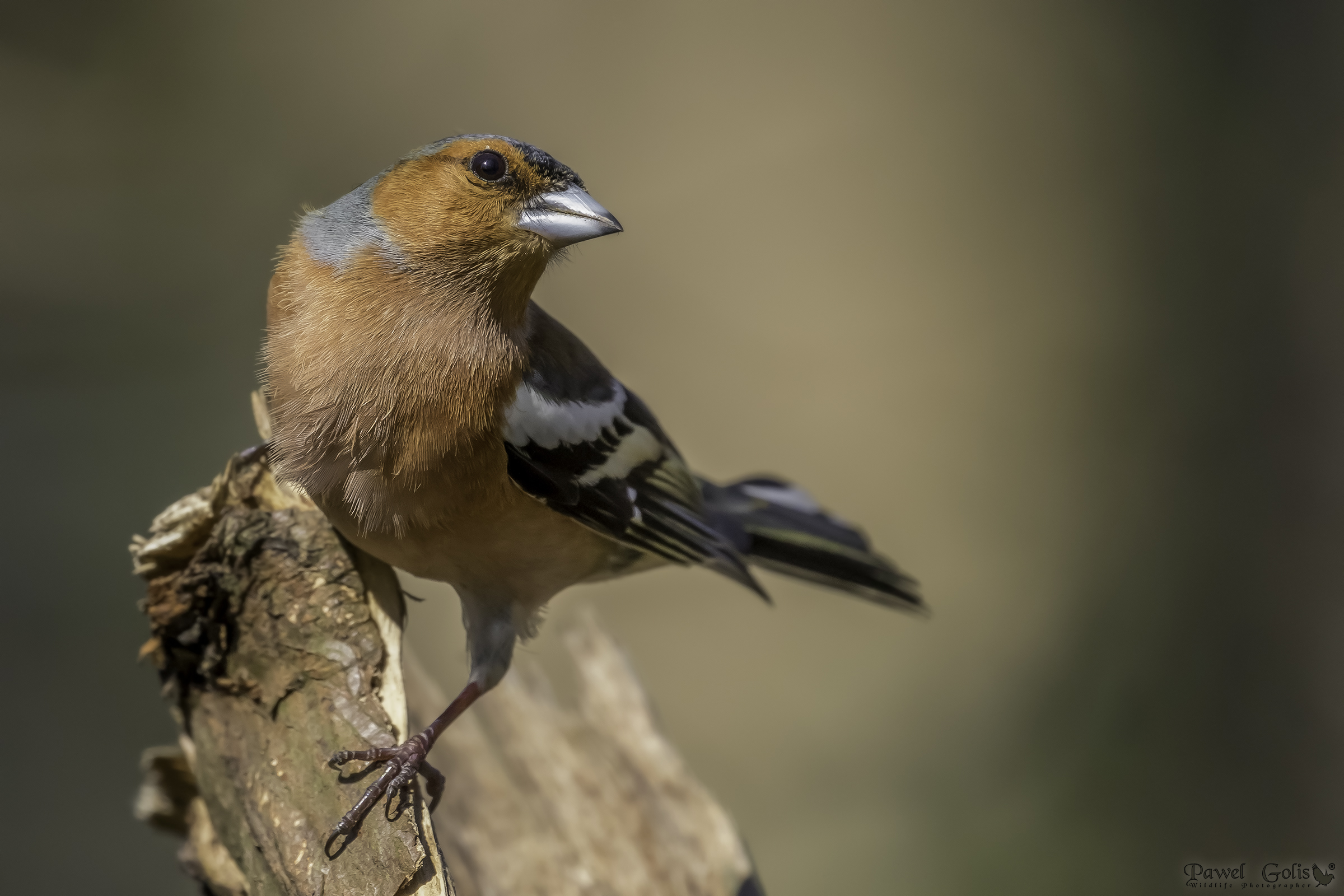 Chaffinch comune (Fringilla coelebs)