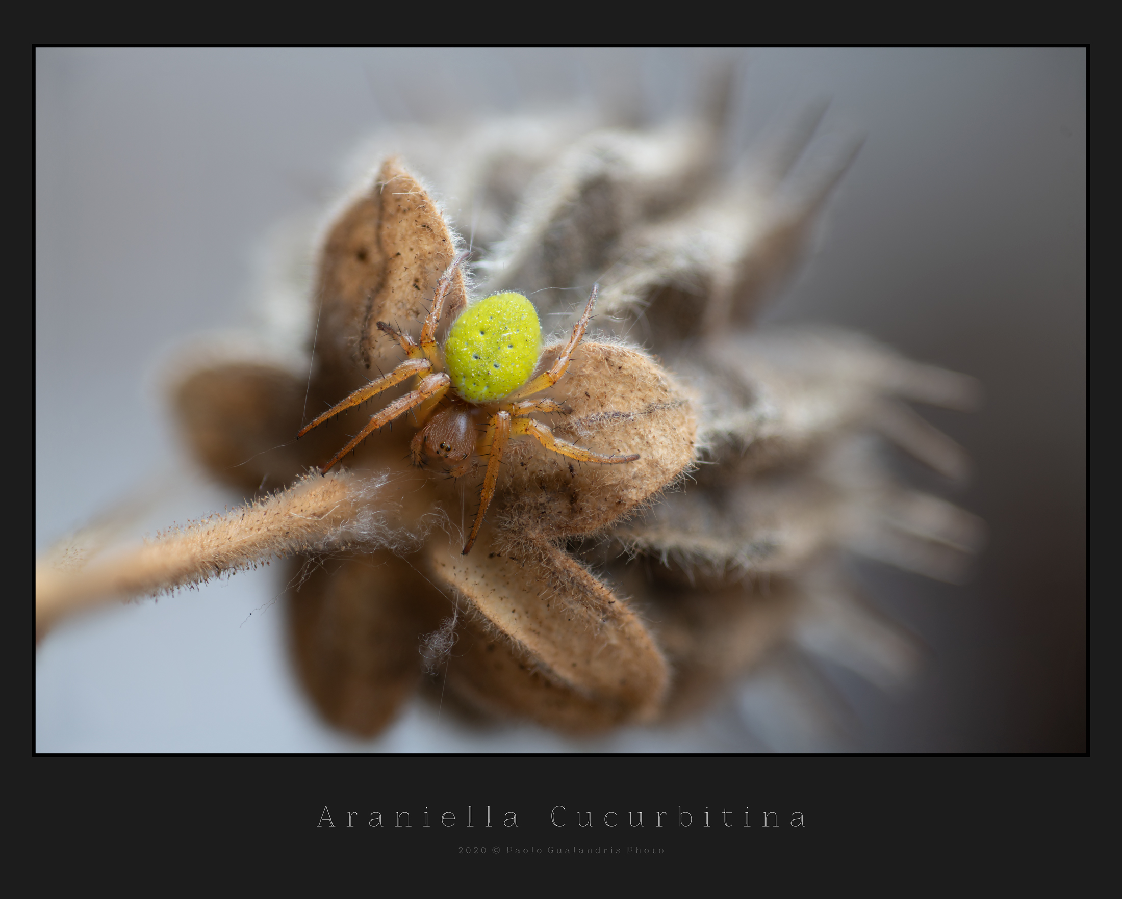 Araniella Cucurbitina