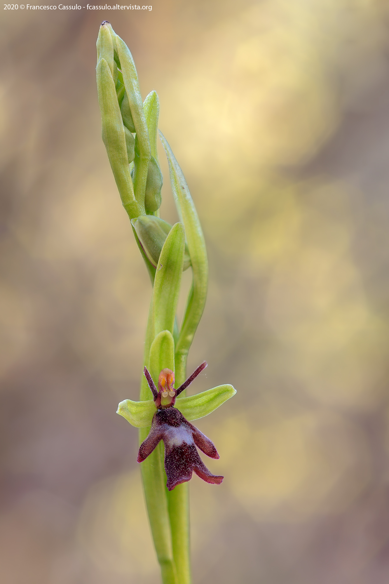 Ophrys insectifera (L., 1753)