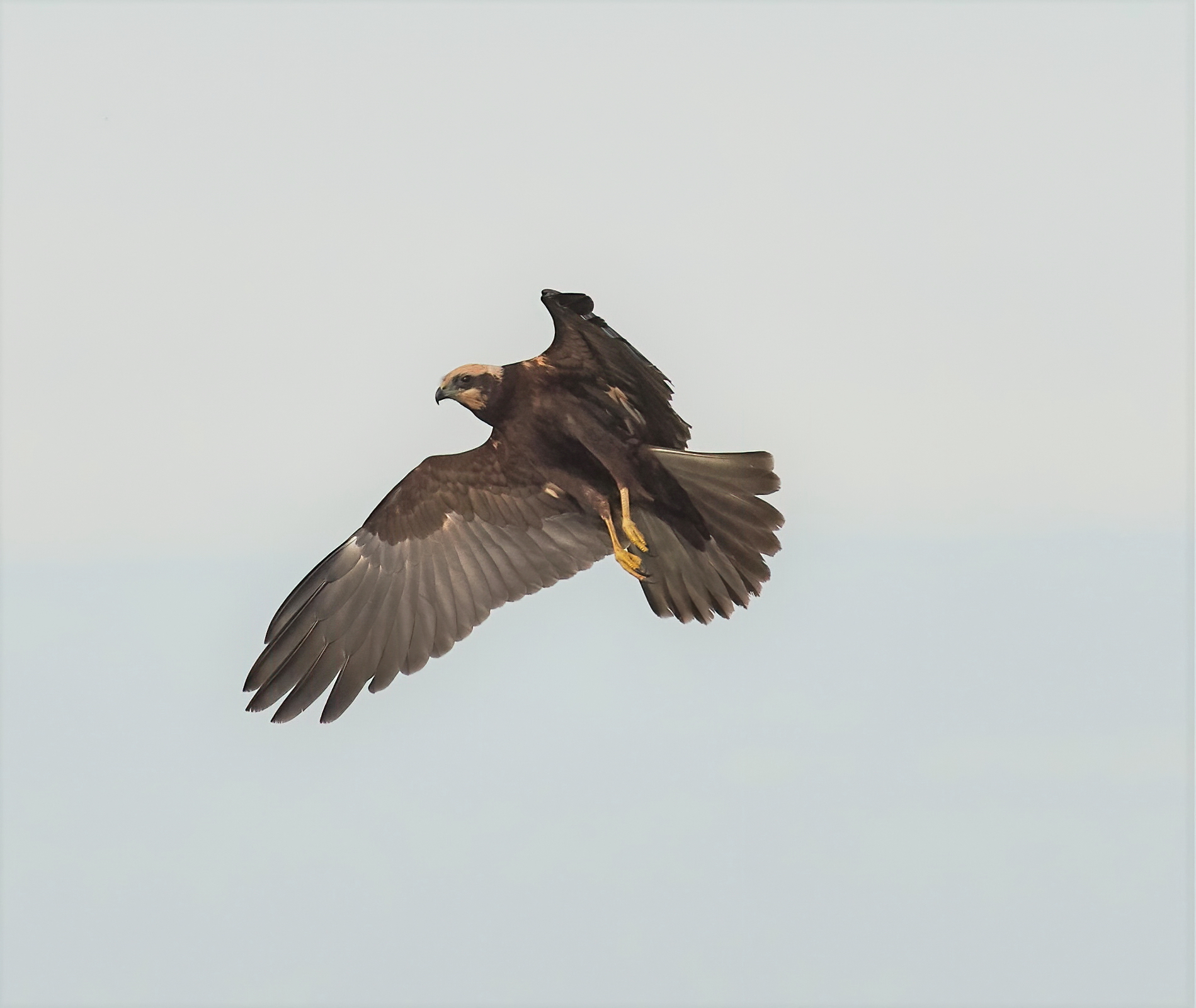 Marsh Harrier
