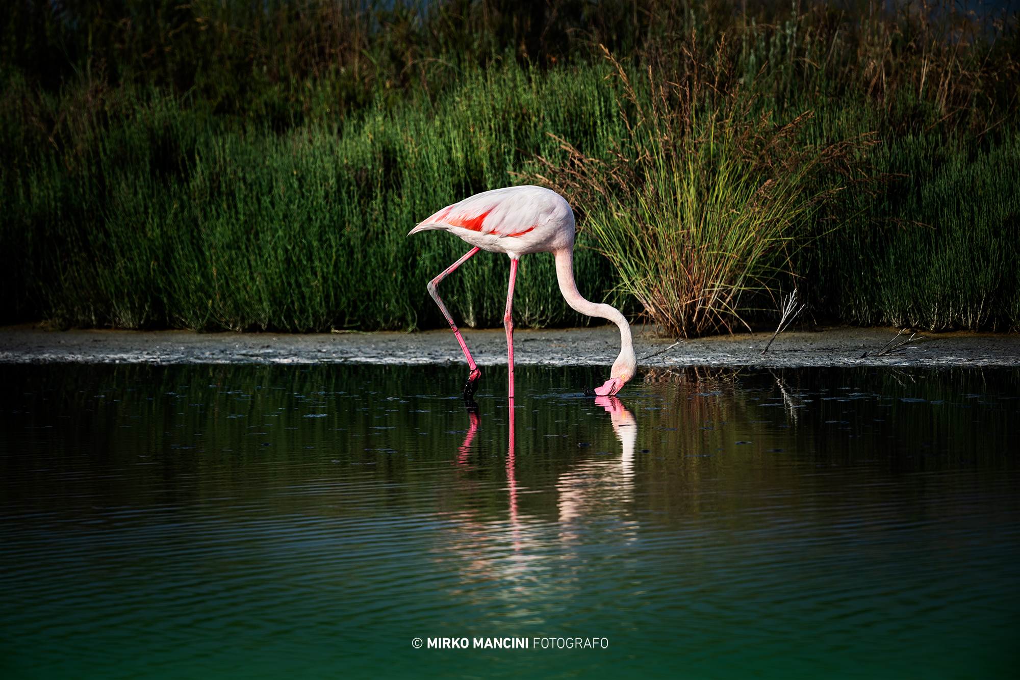 Comacchio pink flamingo