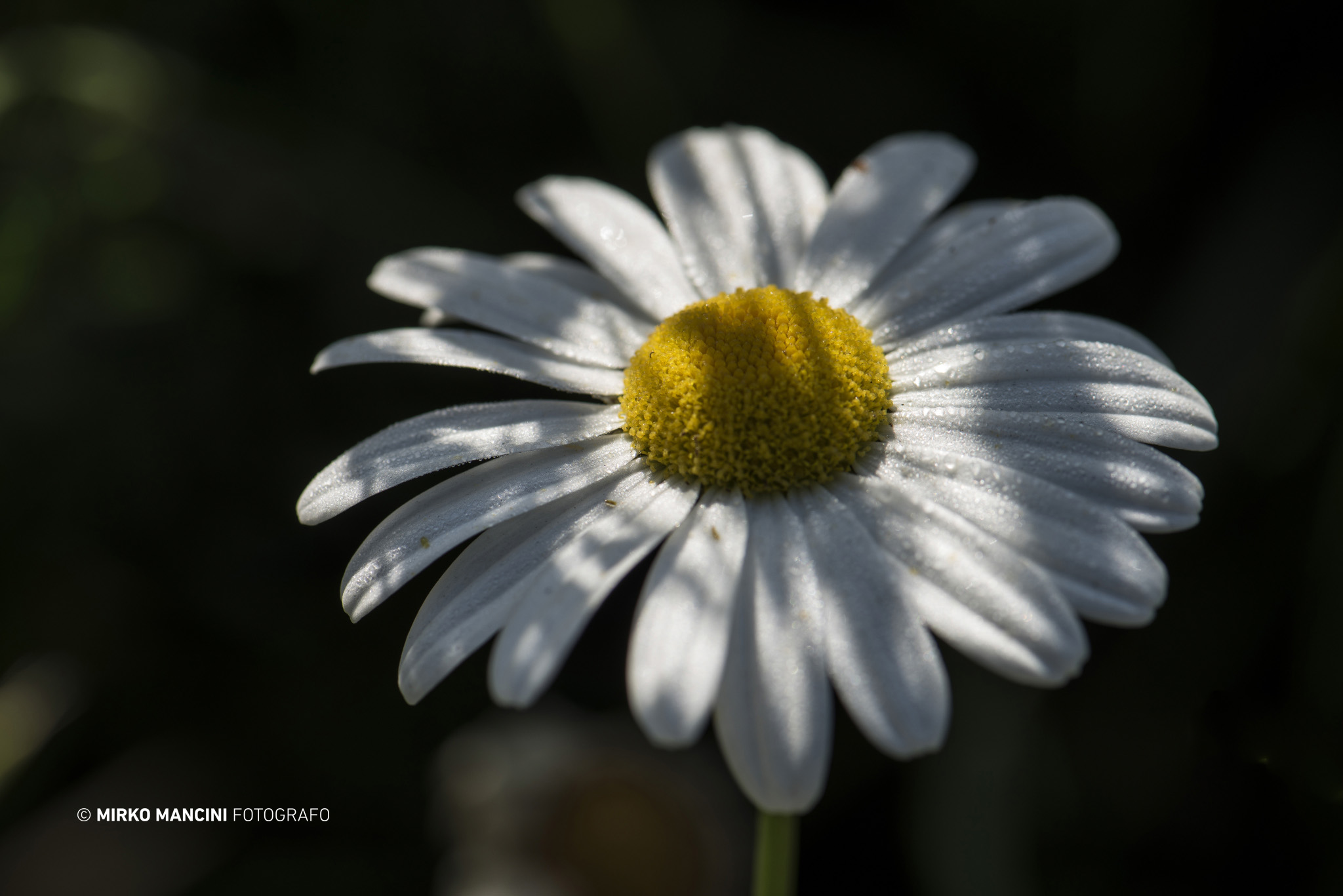 Margherita e ombre
