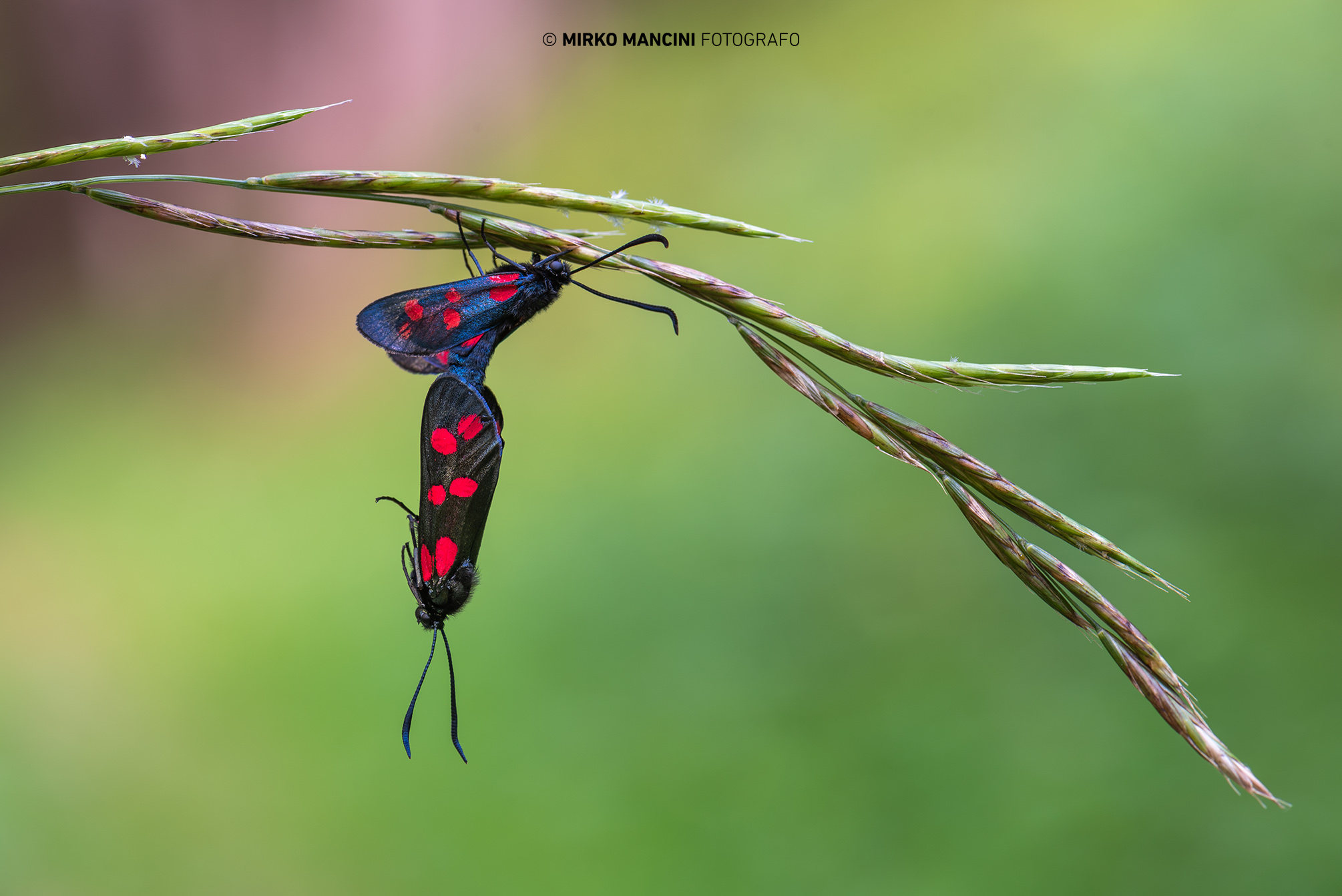 Zygaena filipendulae