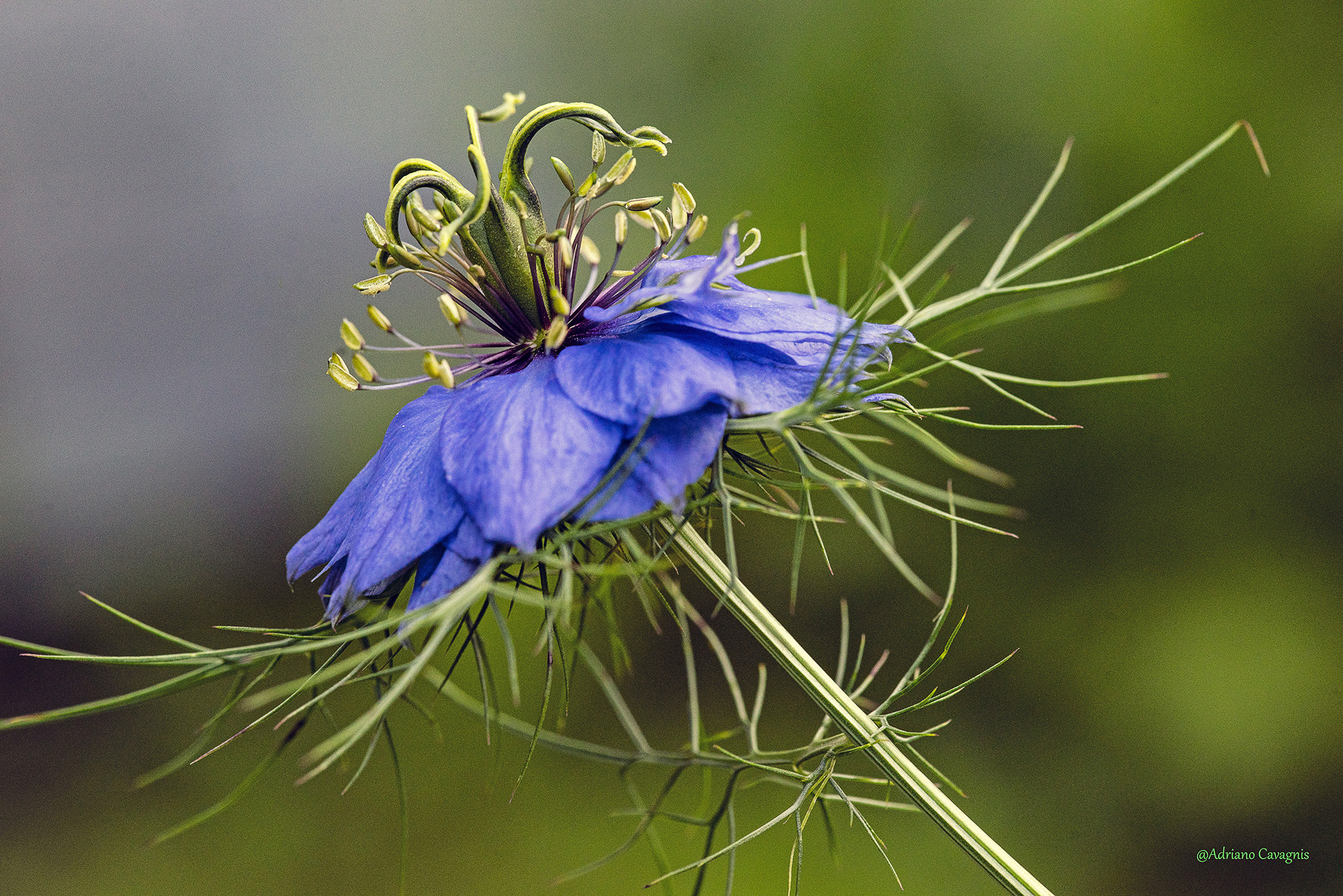La mia più bella Nigella