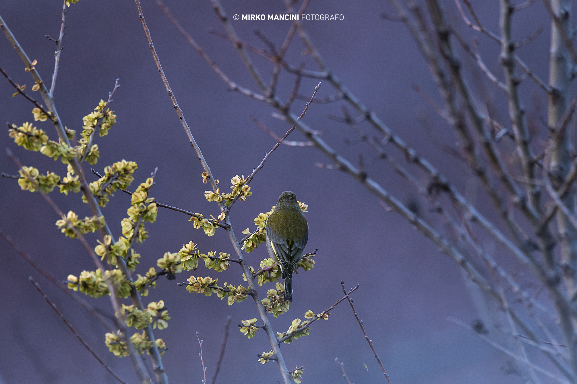 Sfumature - Verdone.