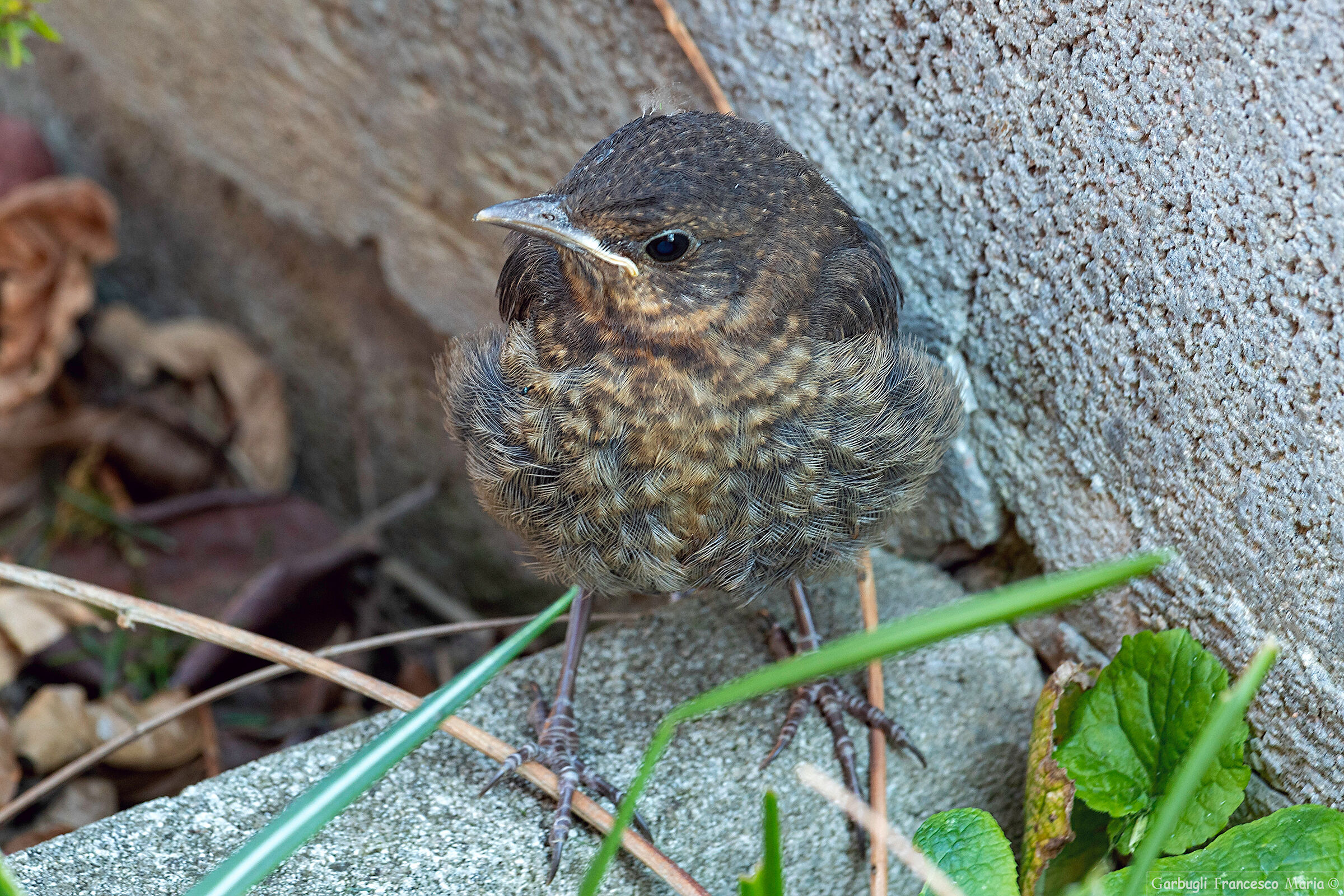 Little Merlo looking for daddy and mammoth....