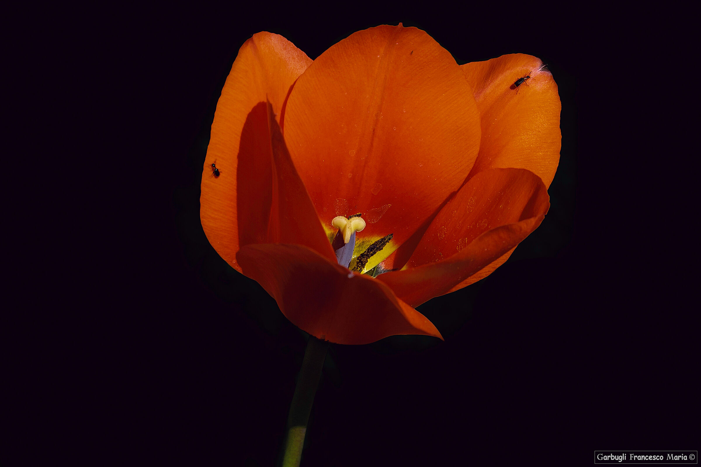 Il tulipano e le formiche..........