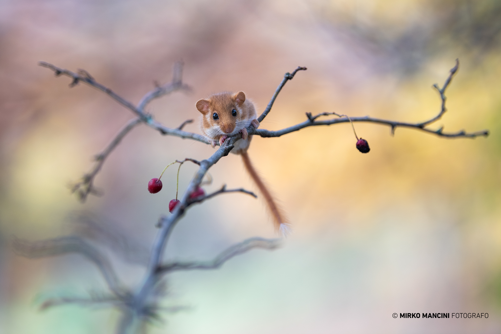 Il Moscardino (il più piccolo dei ghiri)