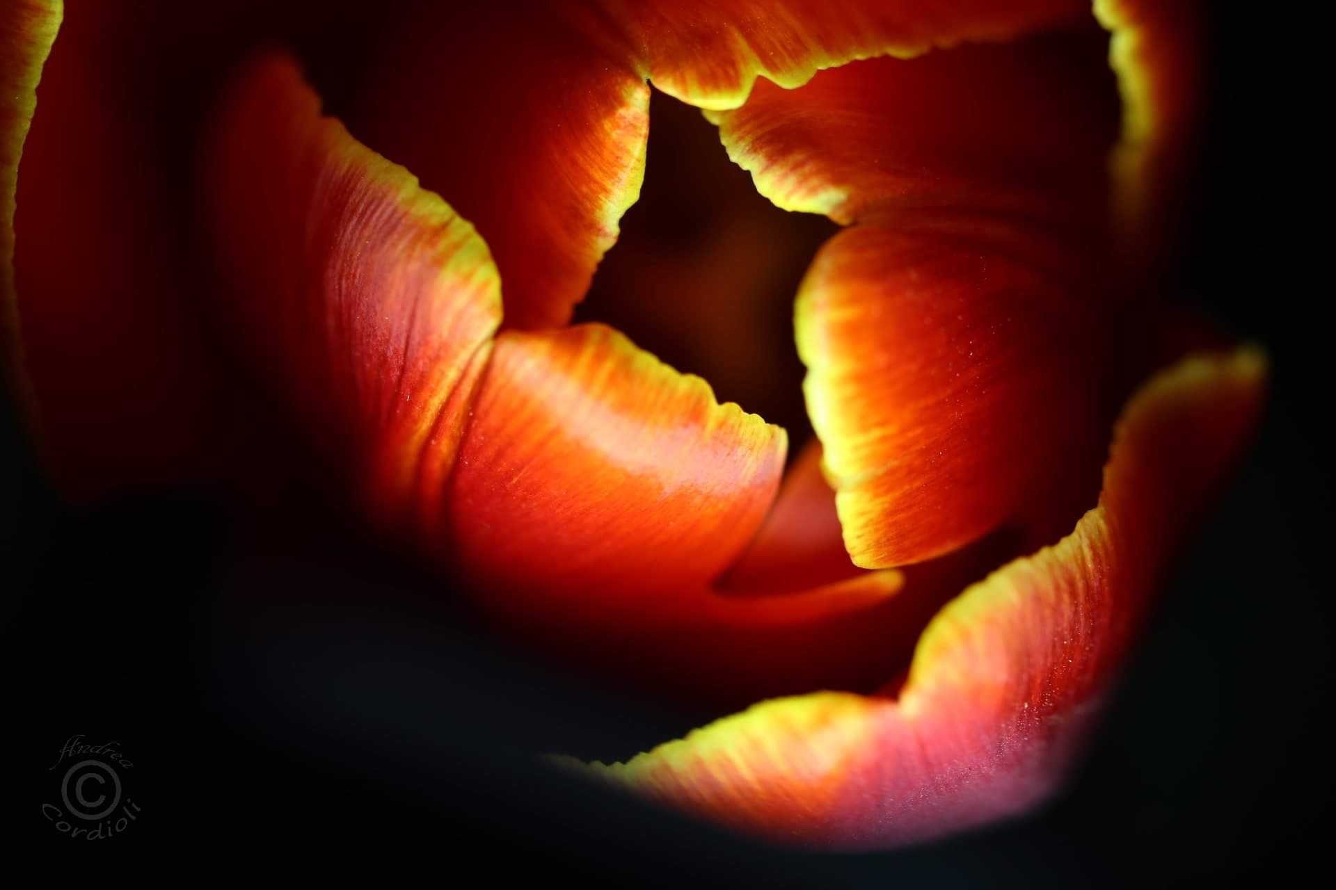 tulipani1