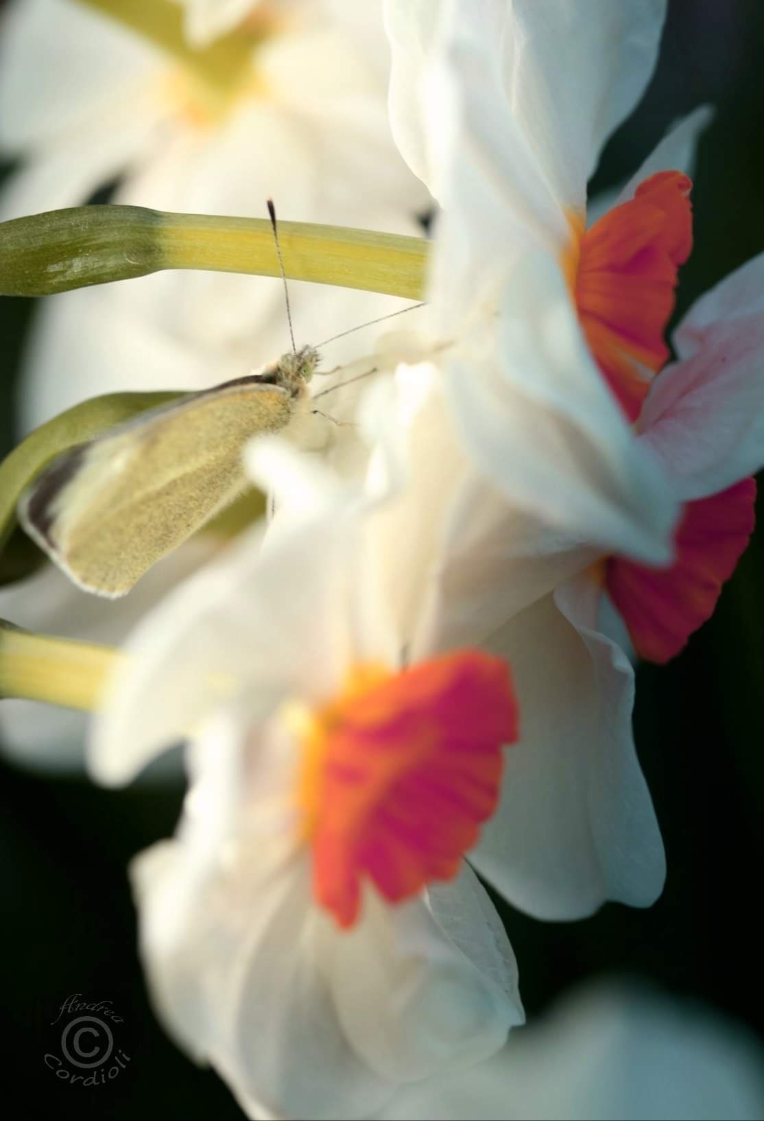 daffodils