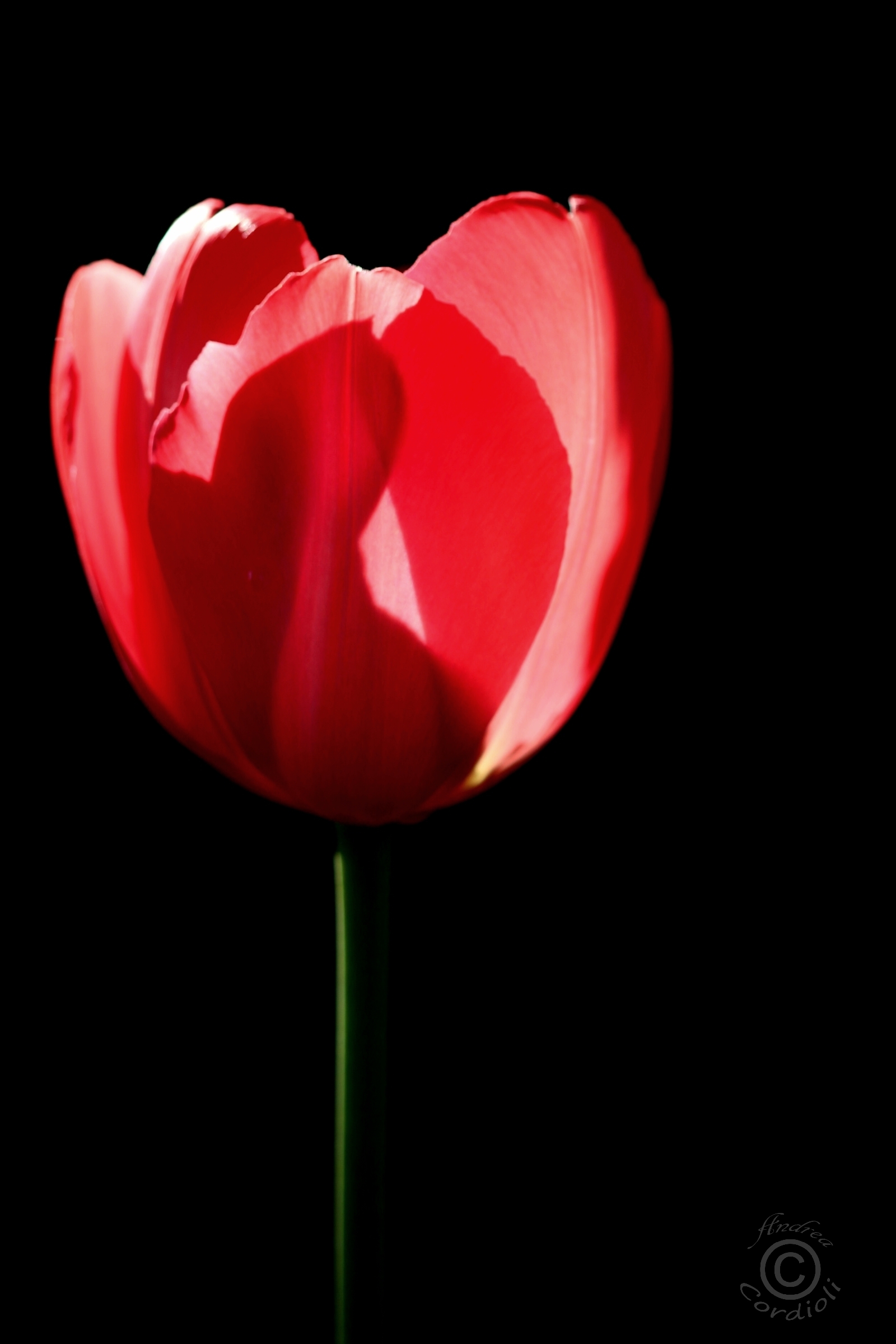tulipani3