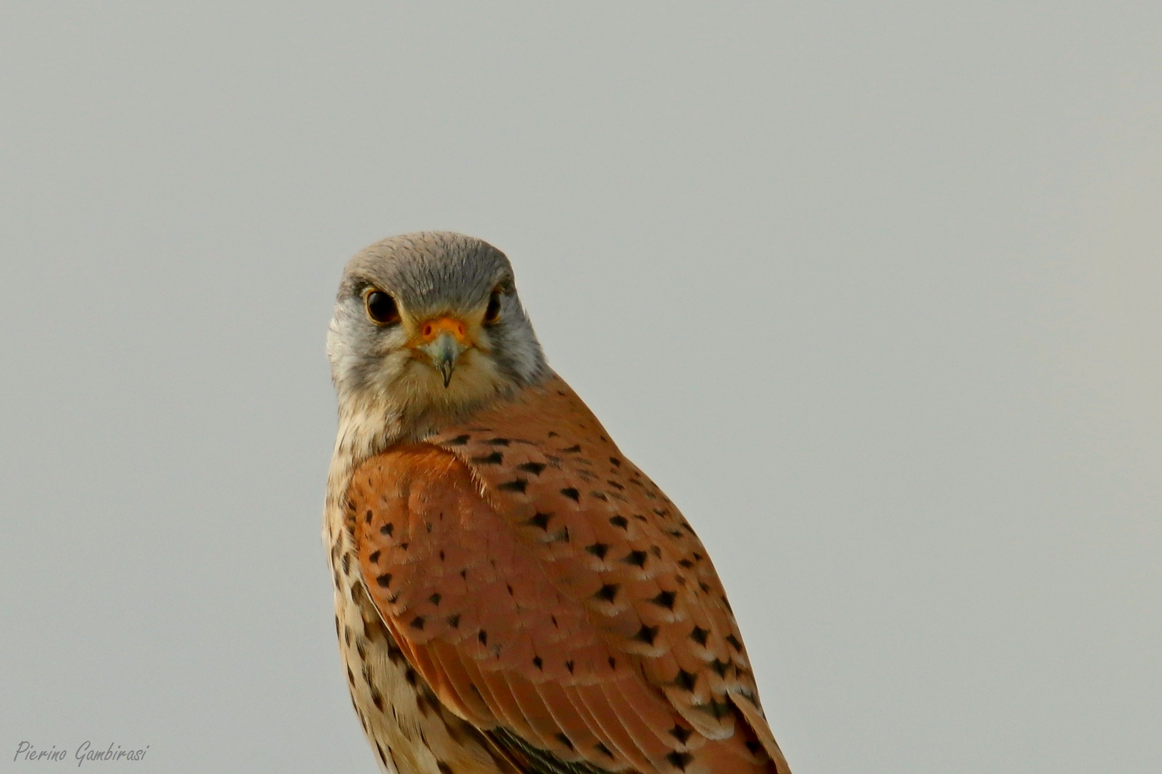 Kestrel