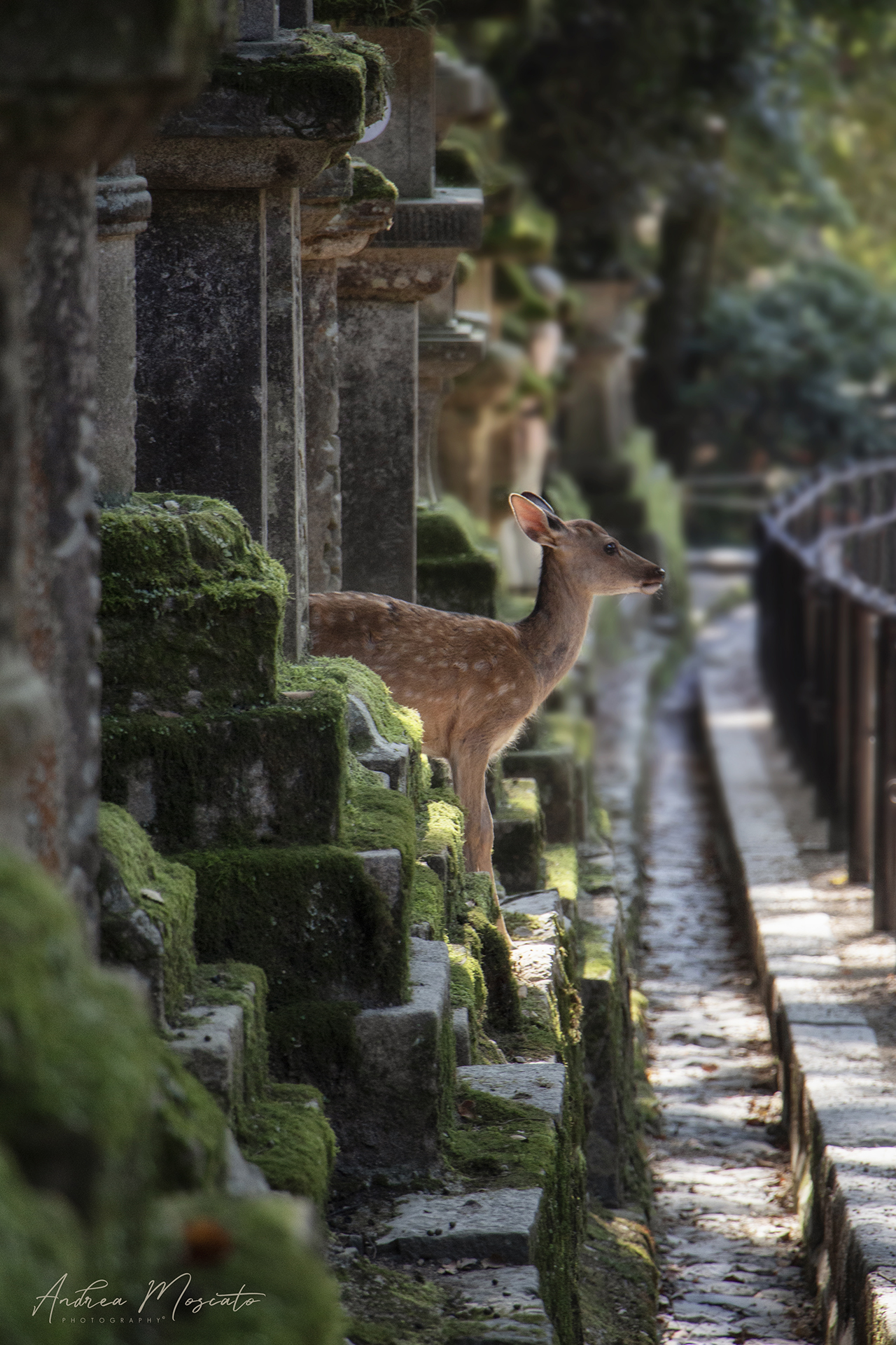Sika Deer in Nara Park - Nara (Japan)