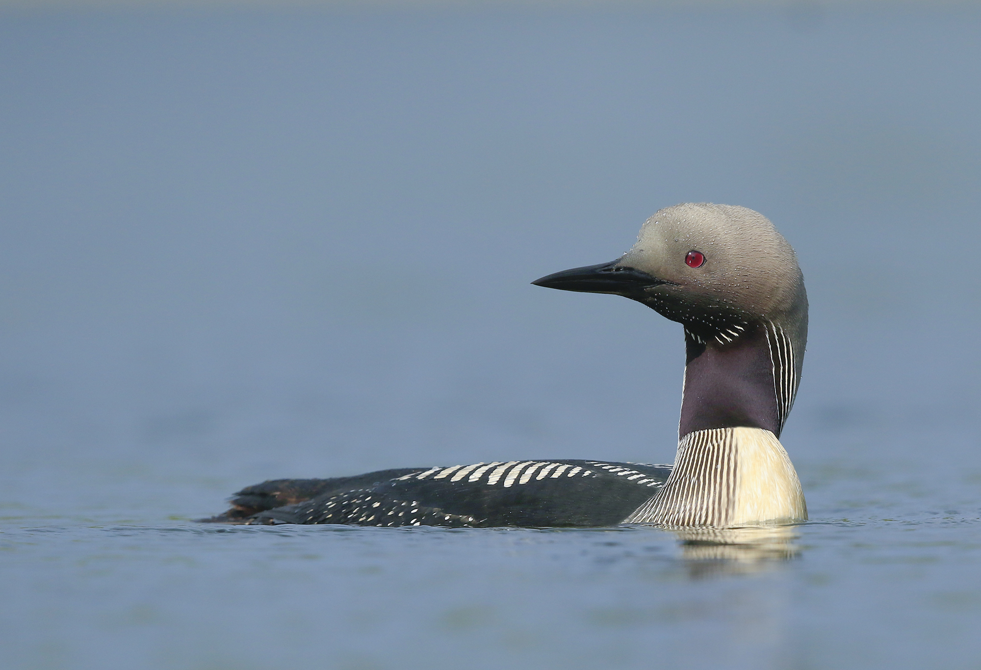 strolaga mezzana di finlandia