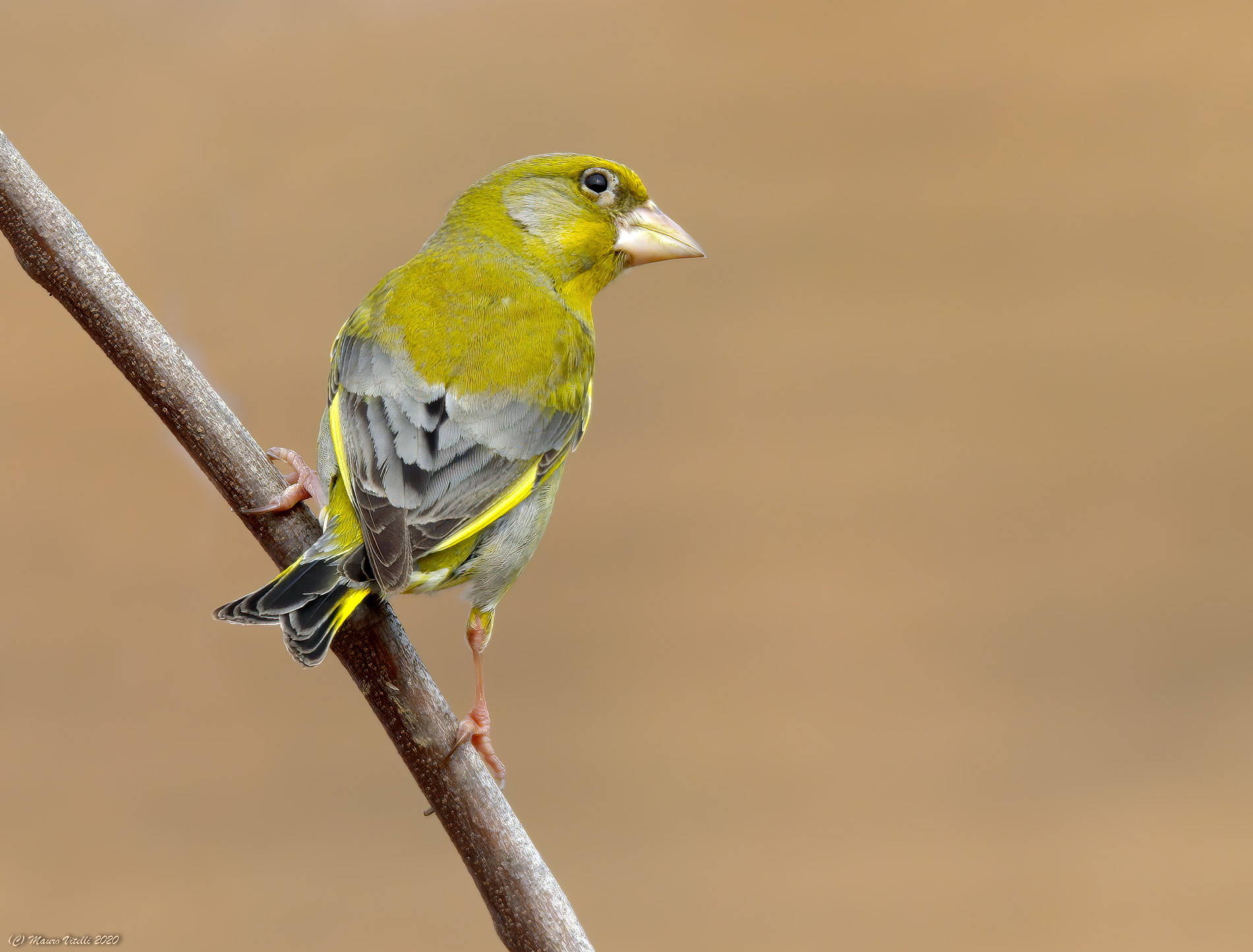 Verdone (Chloris chloris)