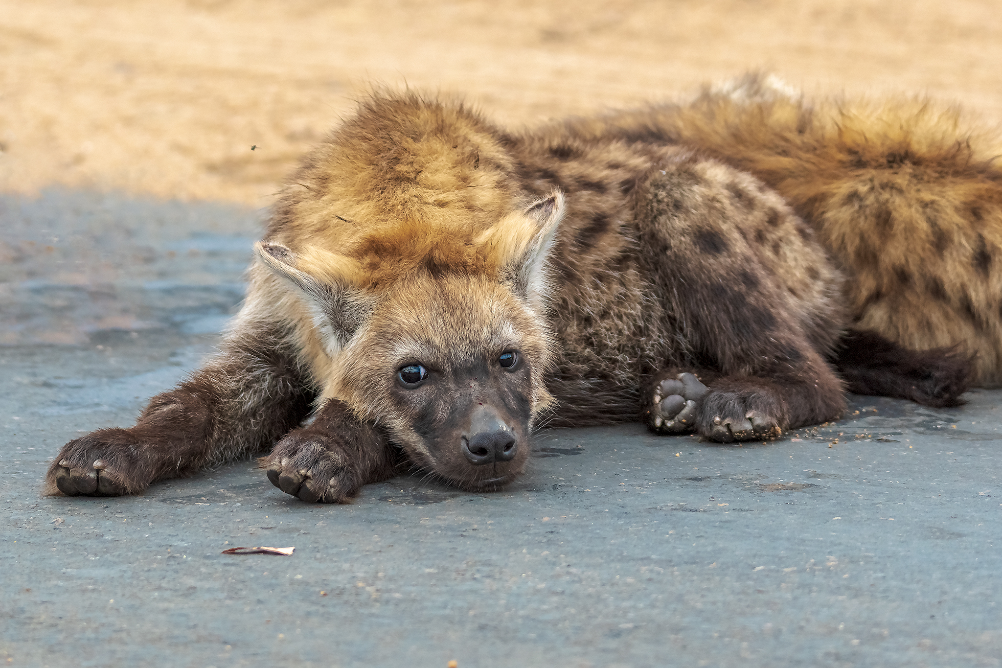 Hyena