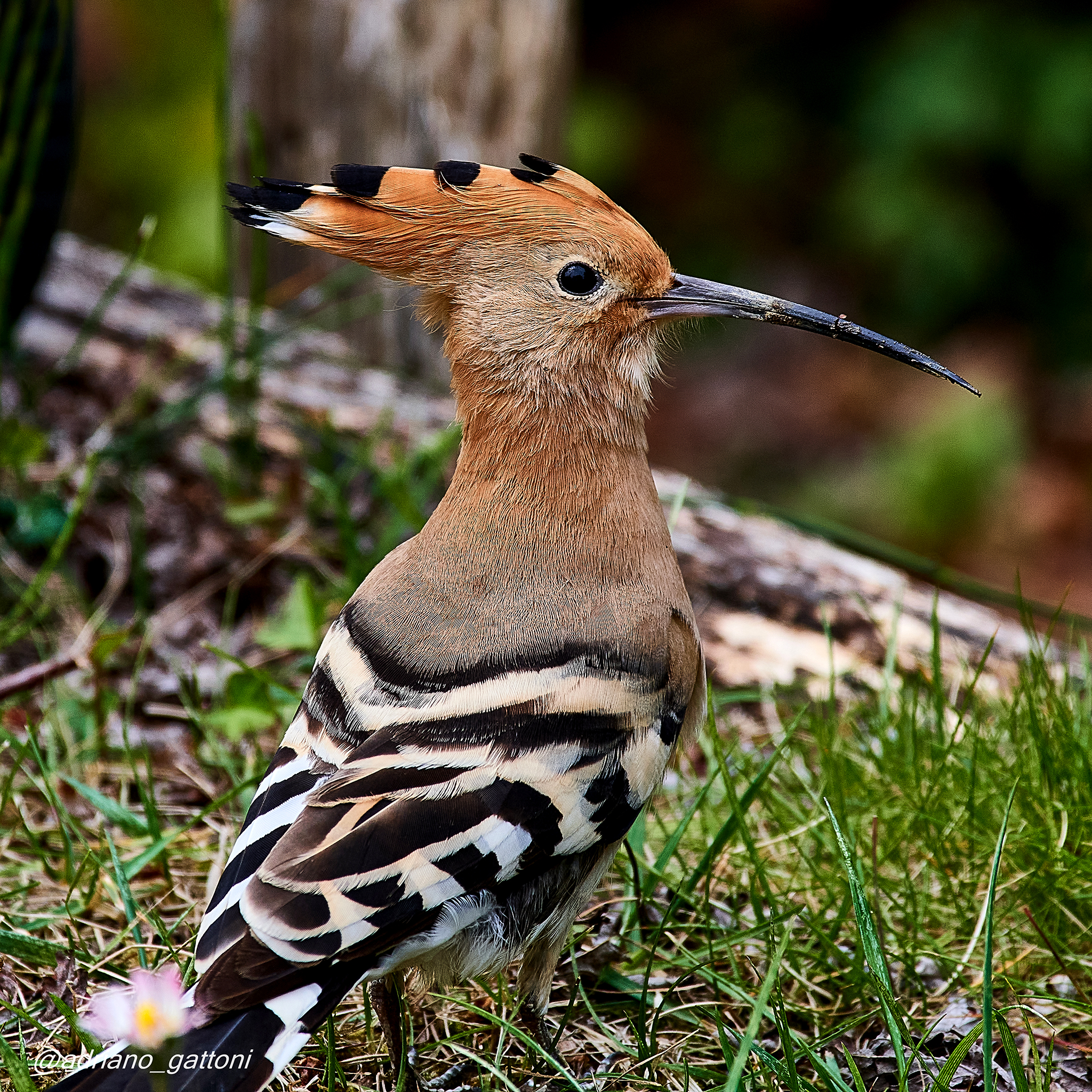 Upupa africana nel giardino di casa