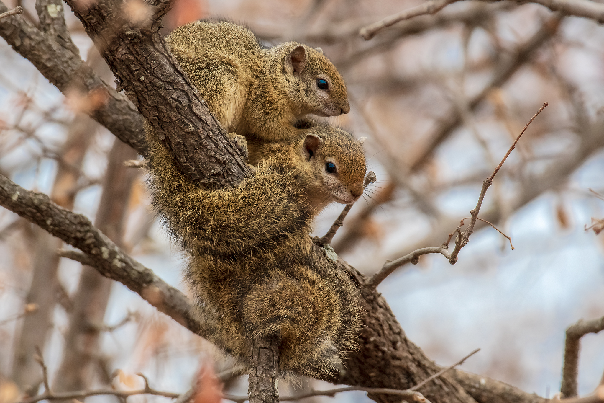 Smith's bush squirrel