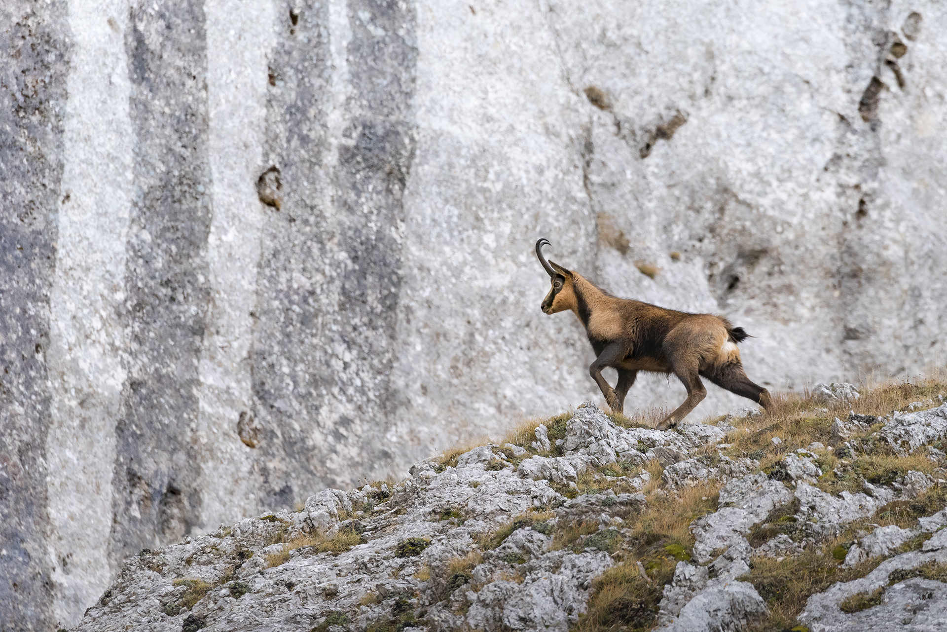 Suede on the Stripes