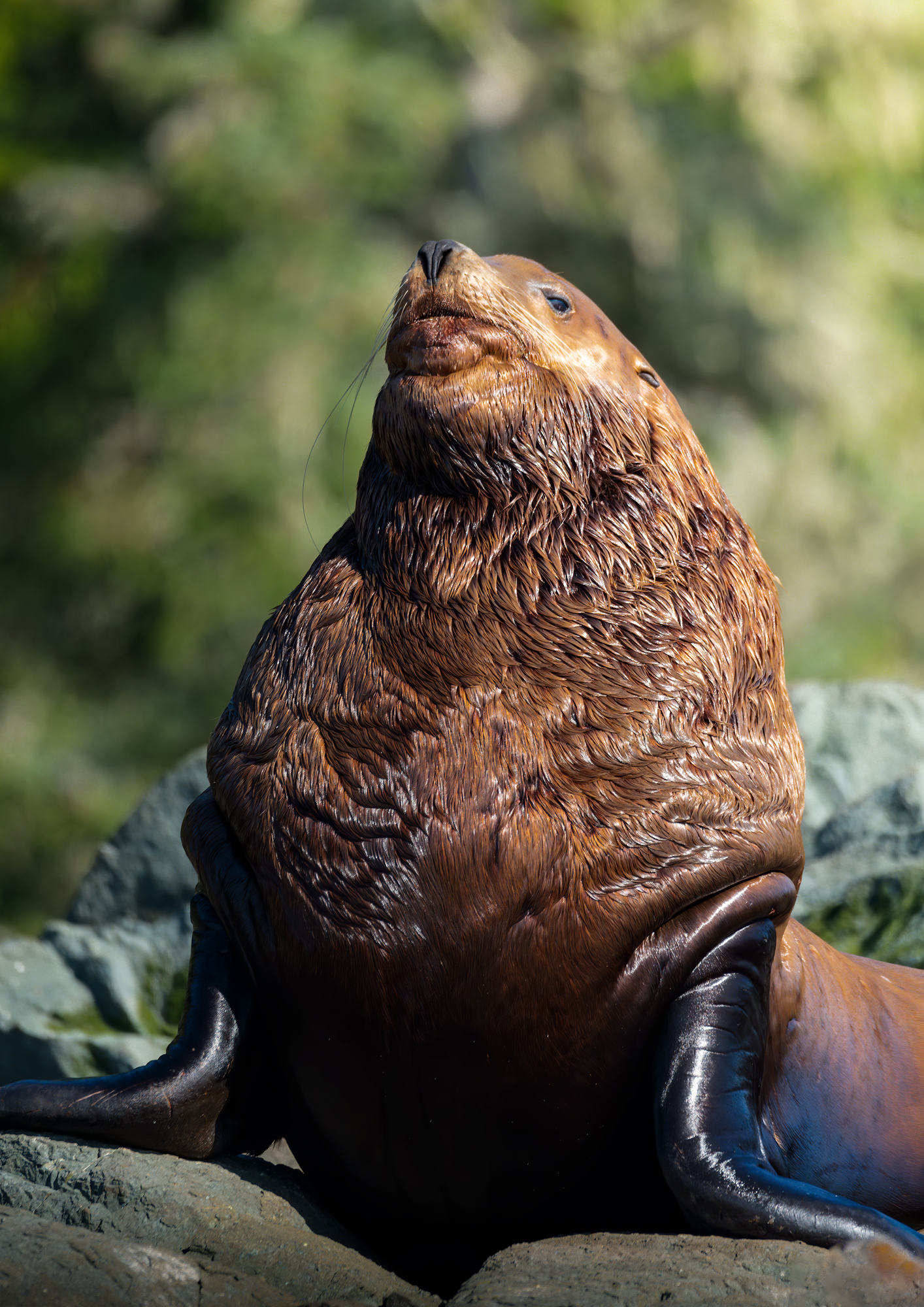 Leone marino di Steller
