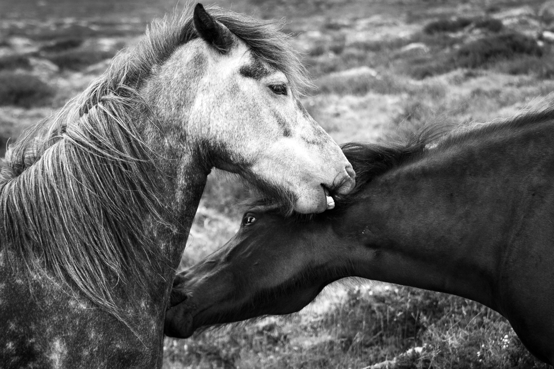 Icelandic Horses