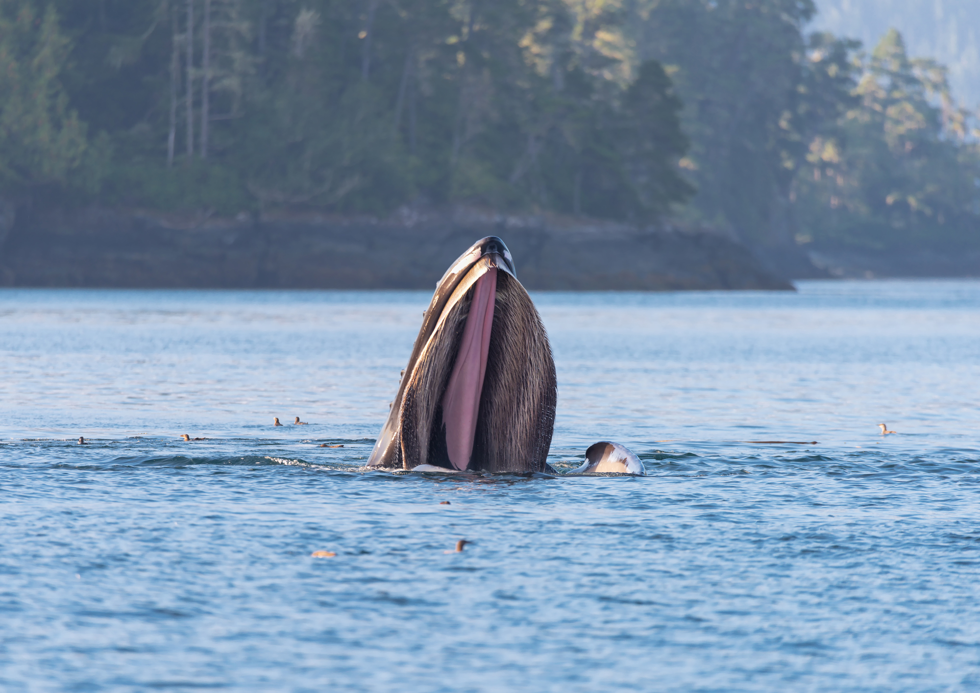La casa di Pinocchio
