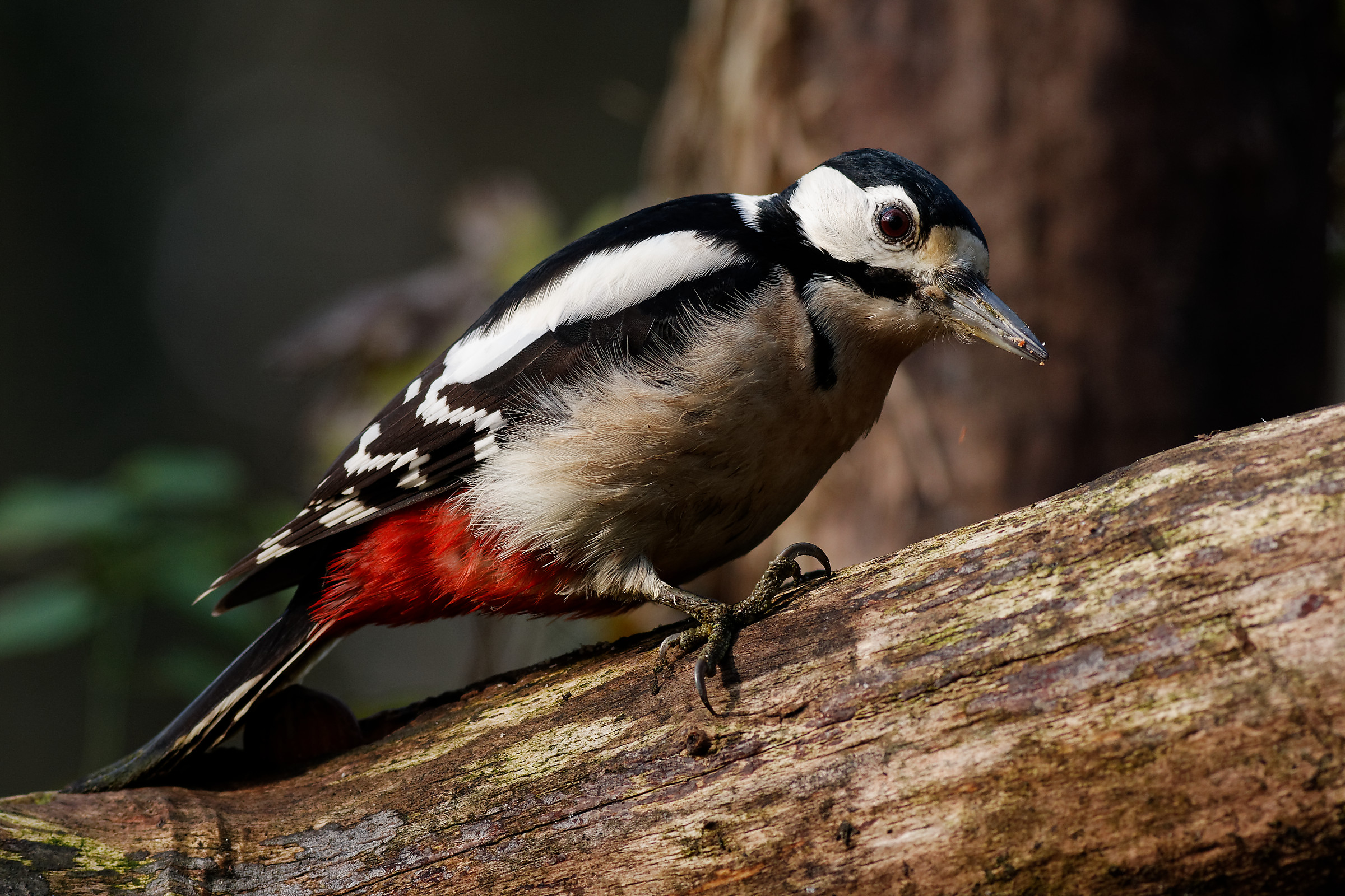Eppure c'è qualcuno che mi spia...