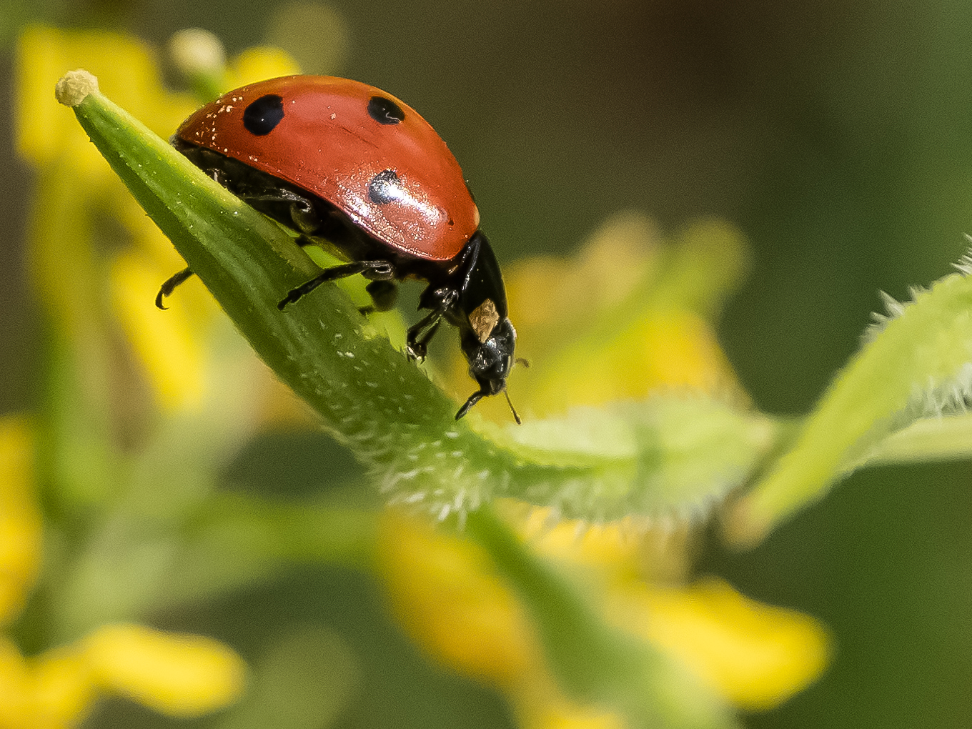 ladybug septempunctata