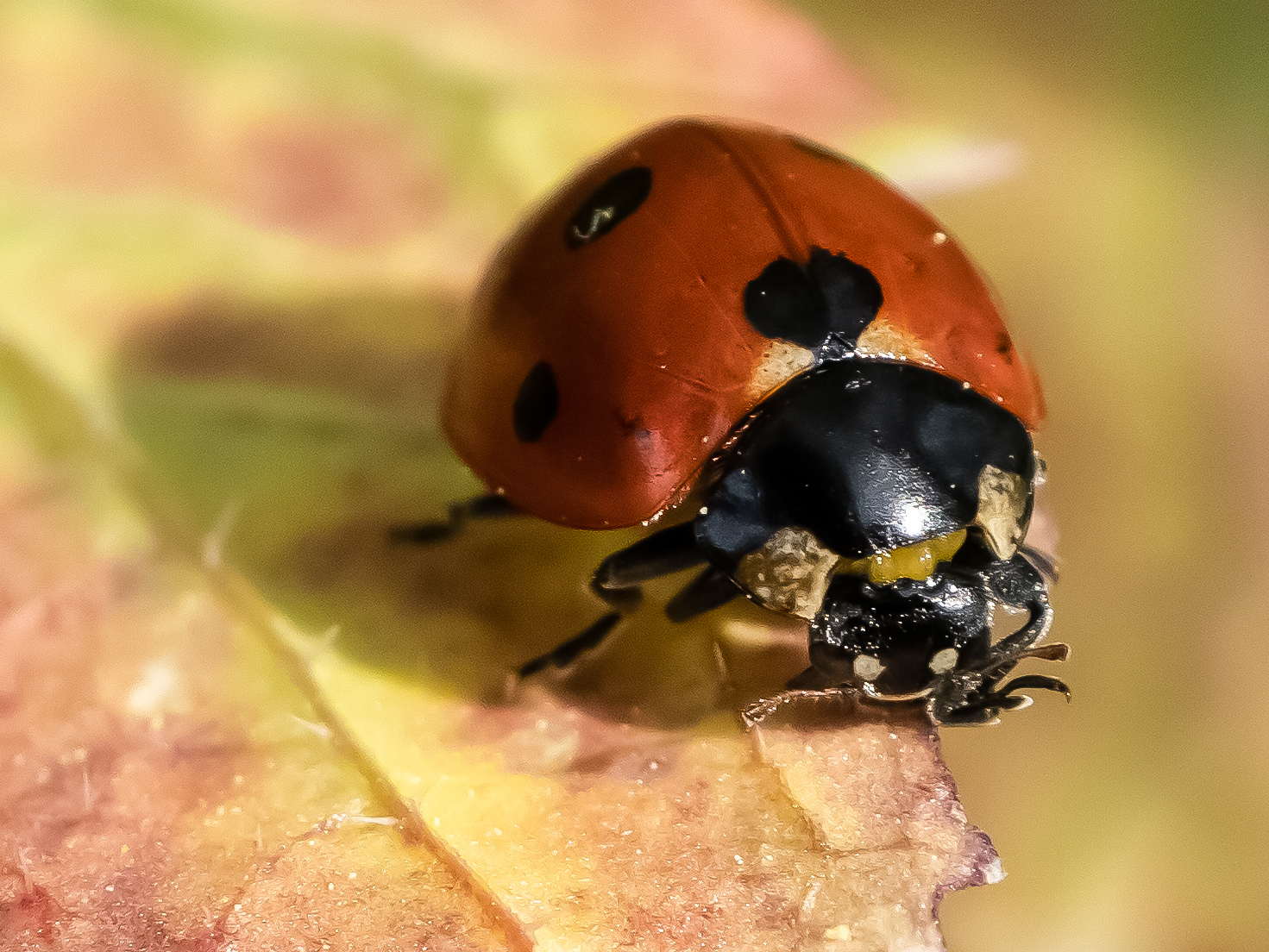 Coccinella septempunctata